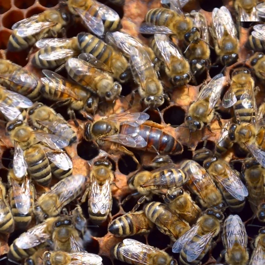 Products — Honey Bee