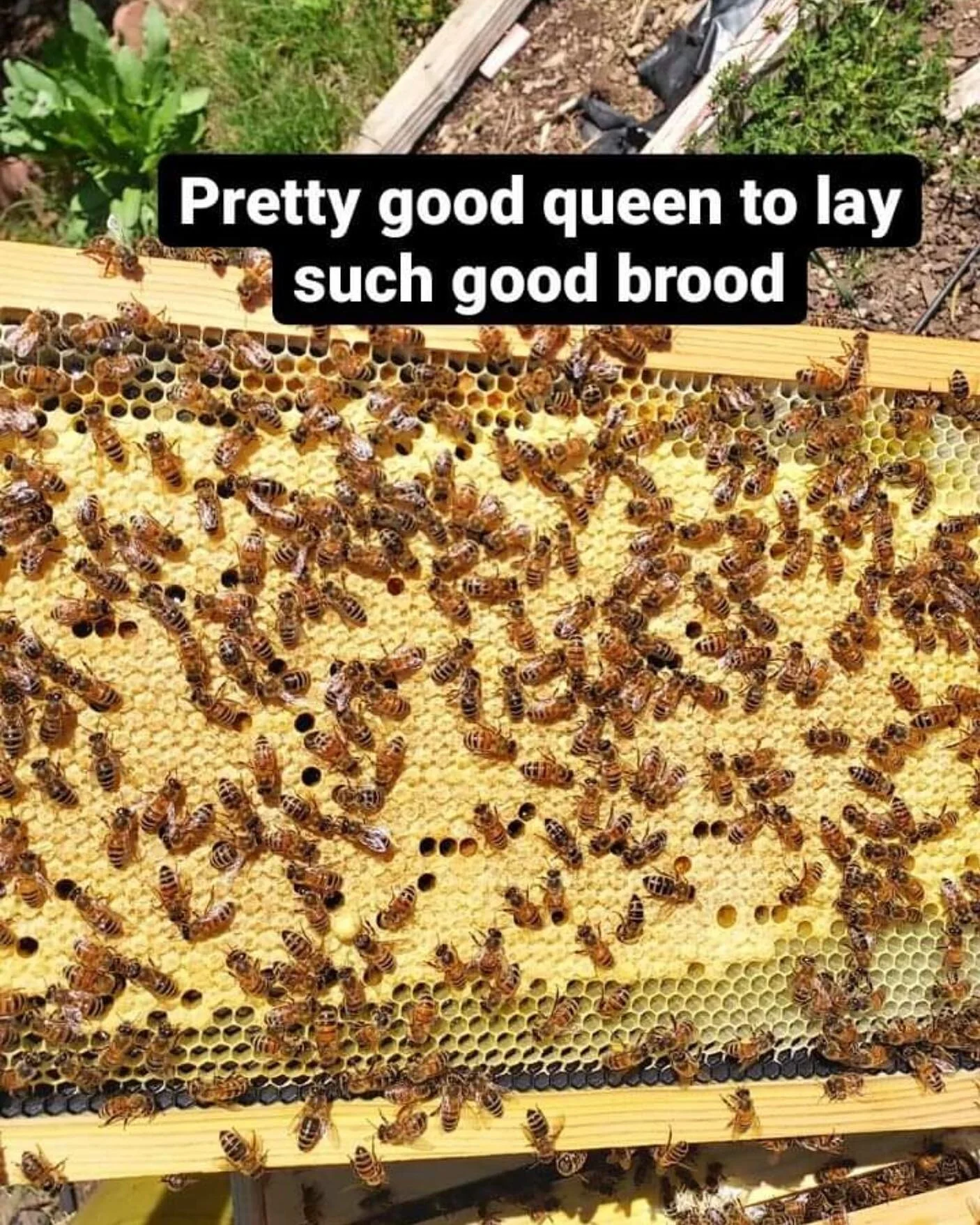 Honey Bee Queen Bees & Starter Hives CA