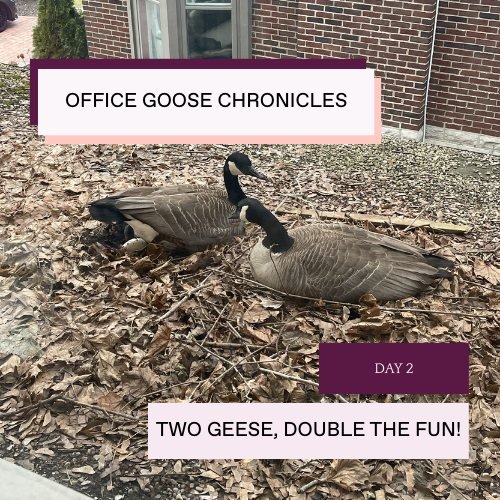 Happy Friday! We know you are eager for an update on our roof goose. Looks like the roof goose has found a friend! Two geese = twice the engineering talent, right?

What do you think the next update would be? how long do you think this relationship w