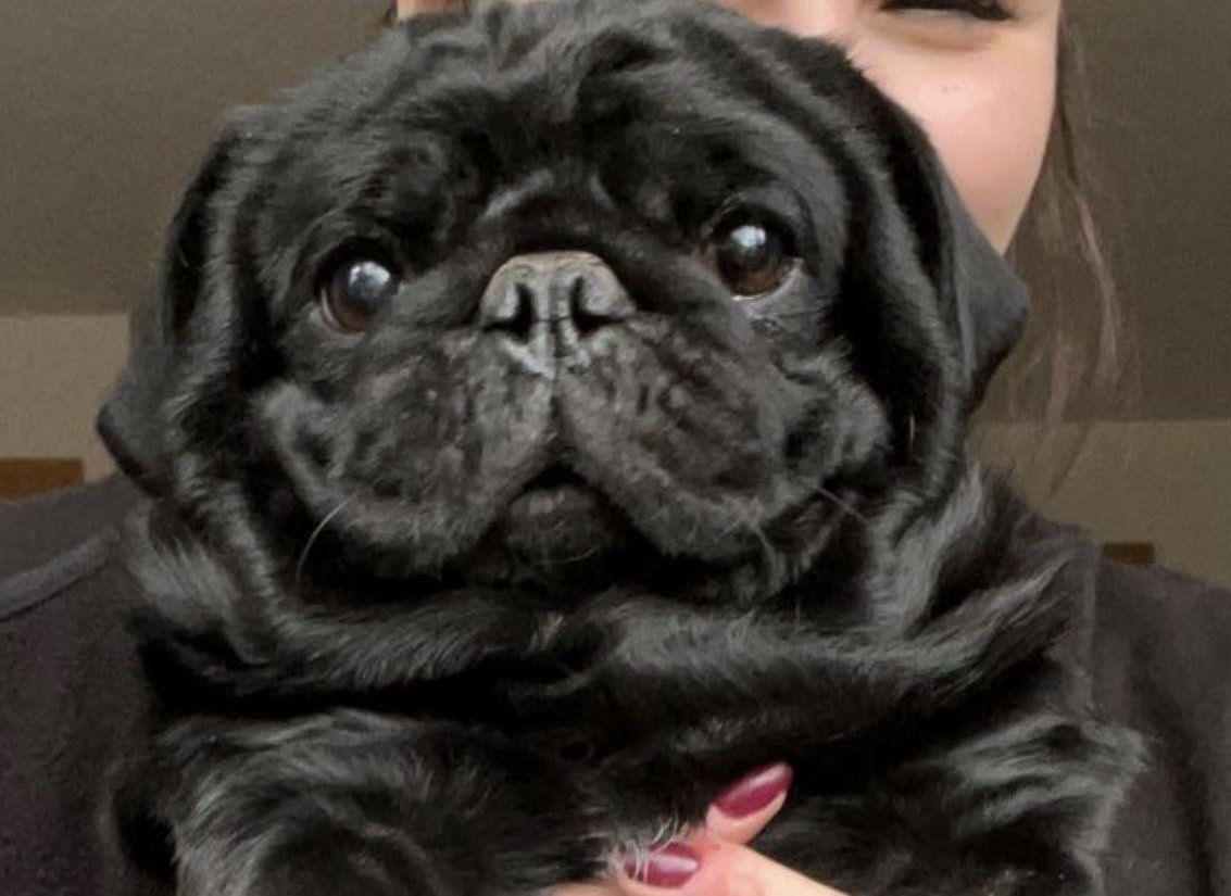 Sir Guinness McPug