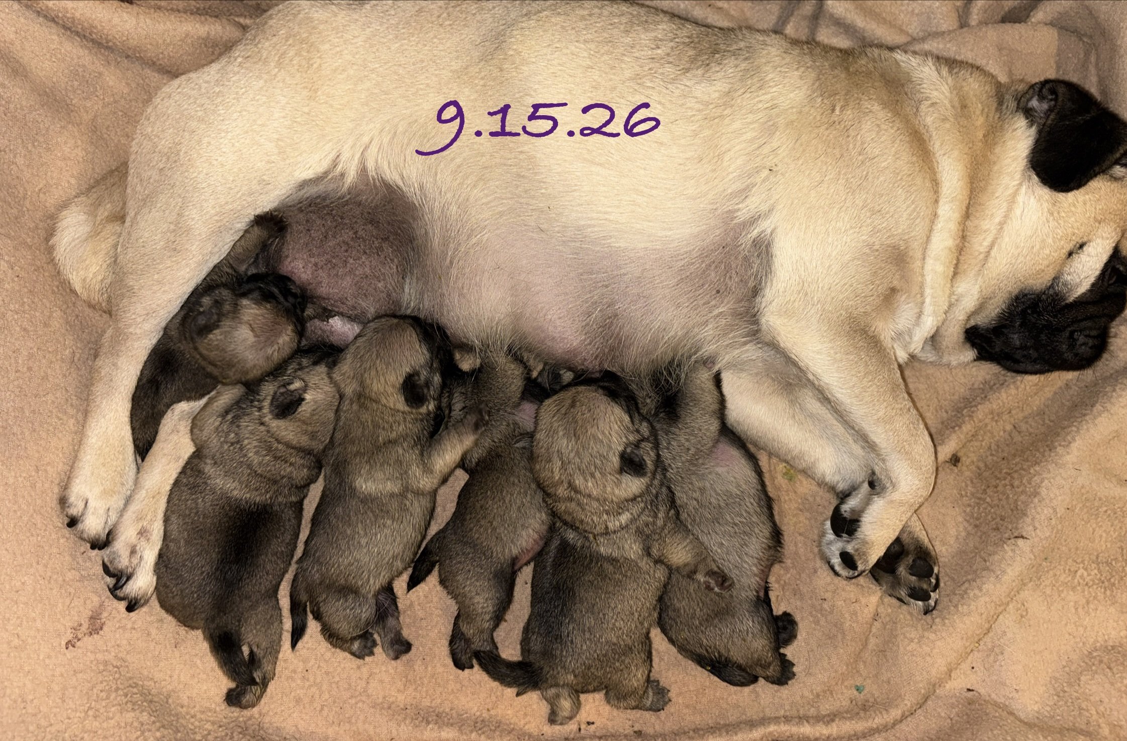 A mother dog, likely a pug, lying on her side on a soft blanket, nursing a large litter of newborn puppies. The puppies are small, mixed shades of brown, black, and tan, and are gathered closely around the mother dog, who has a tan coat with darker ears and face. The date 9.15.26 is written in purple text on the mother dog's body.
