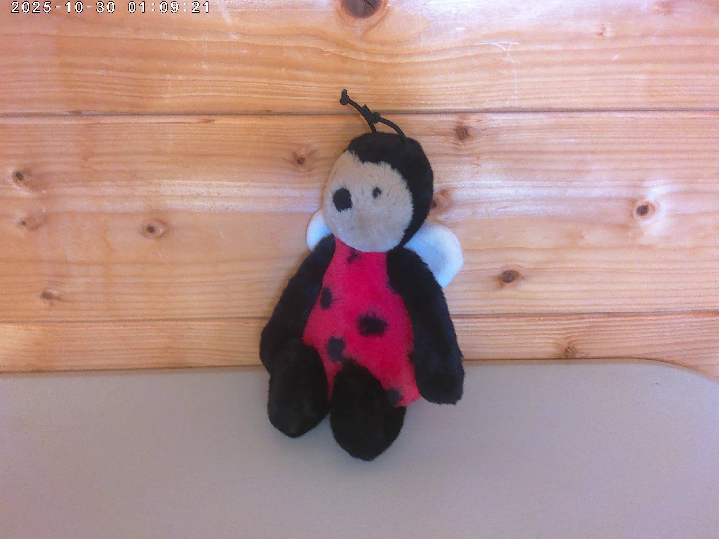 Bashful ladybug - photo 3.jpg