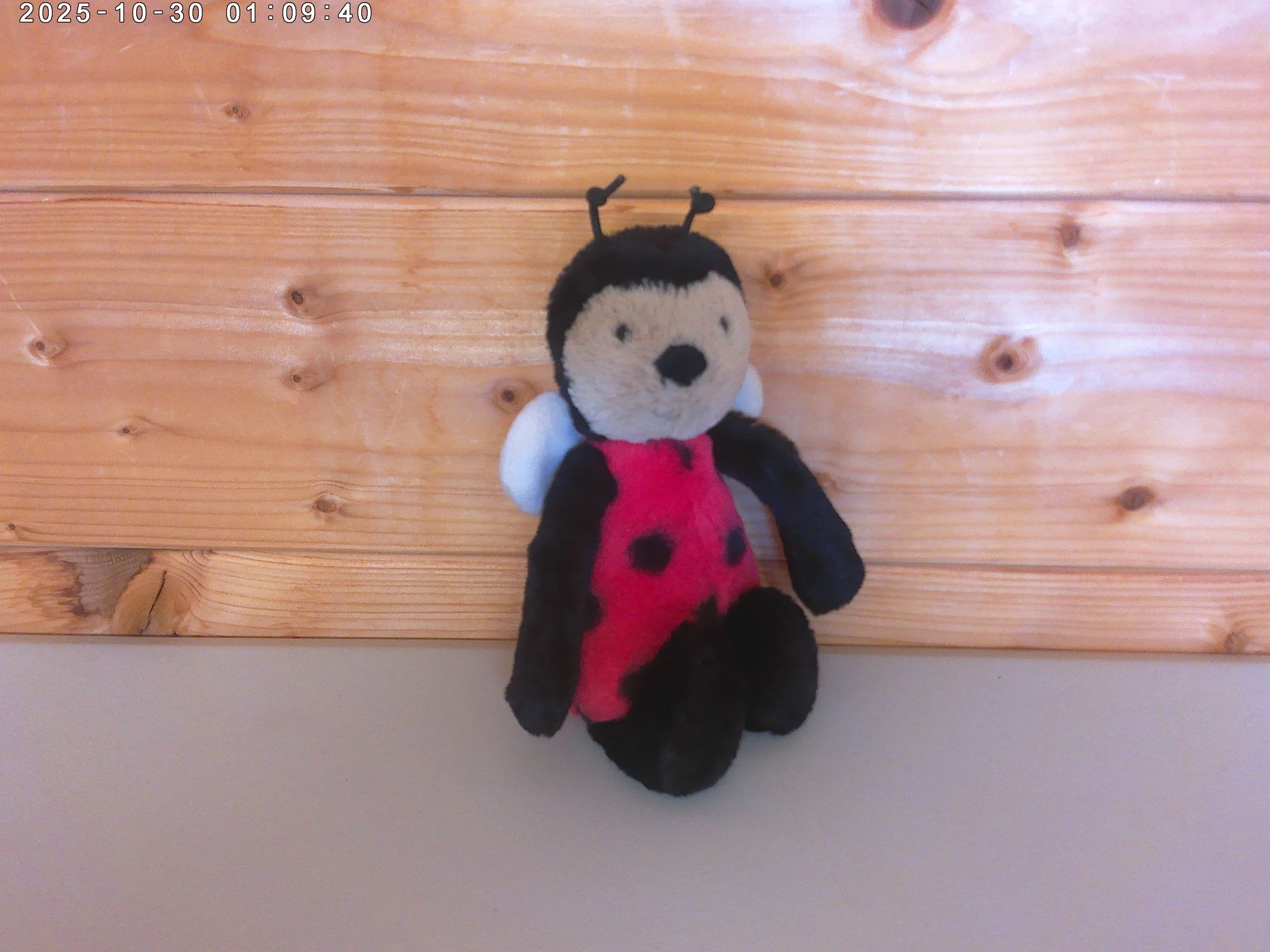 Bashful ladybub - photo 4.jpg