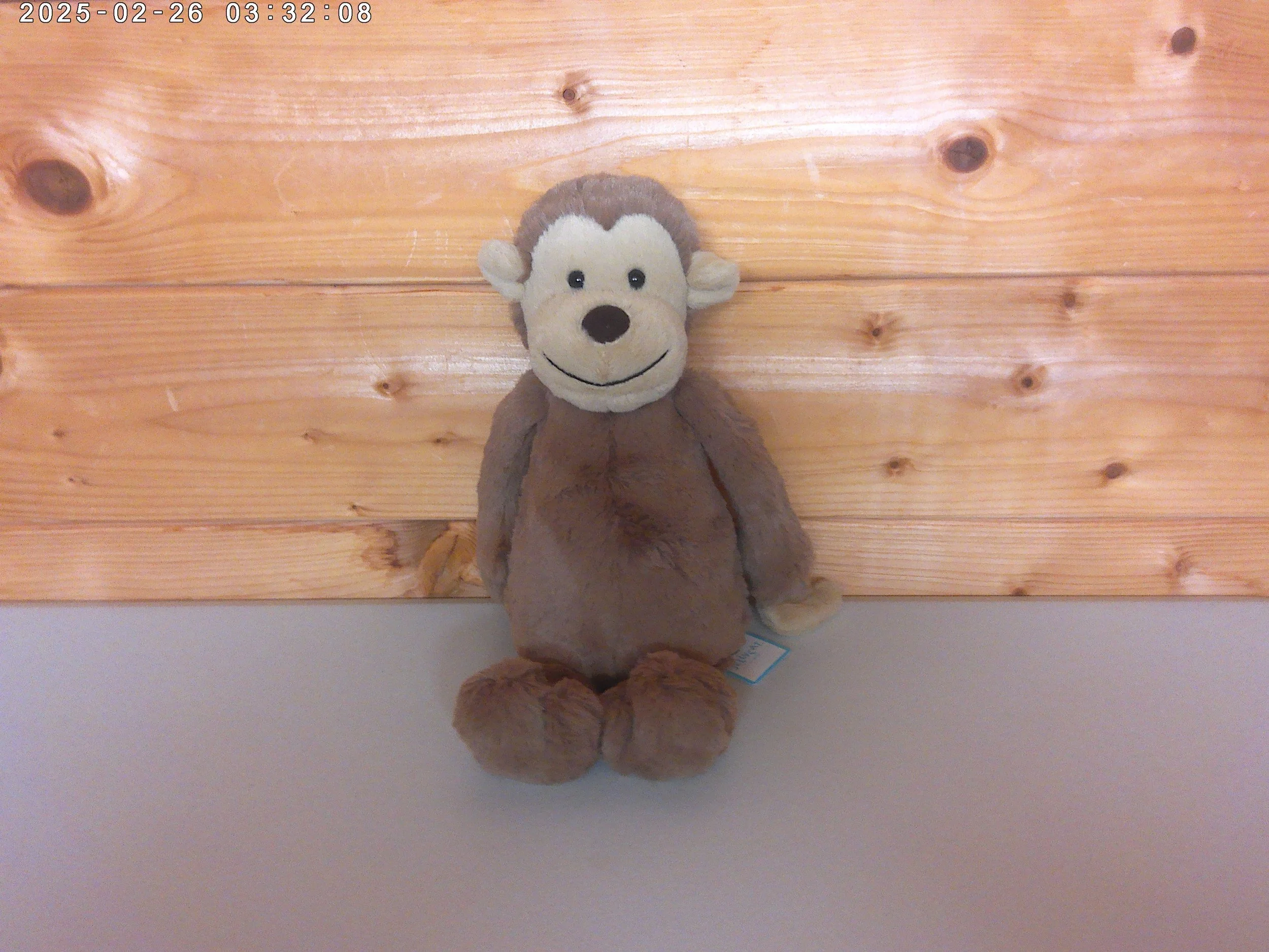 Bashful Monkey - photo 1.jpg