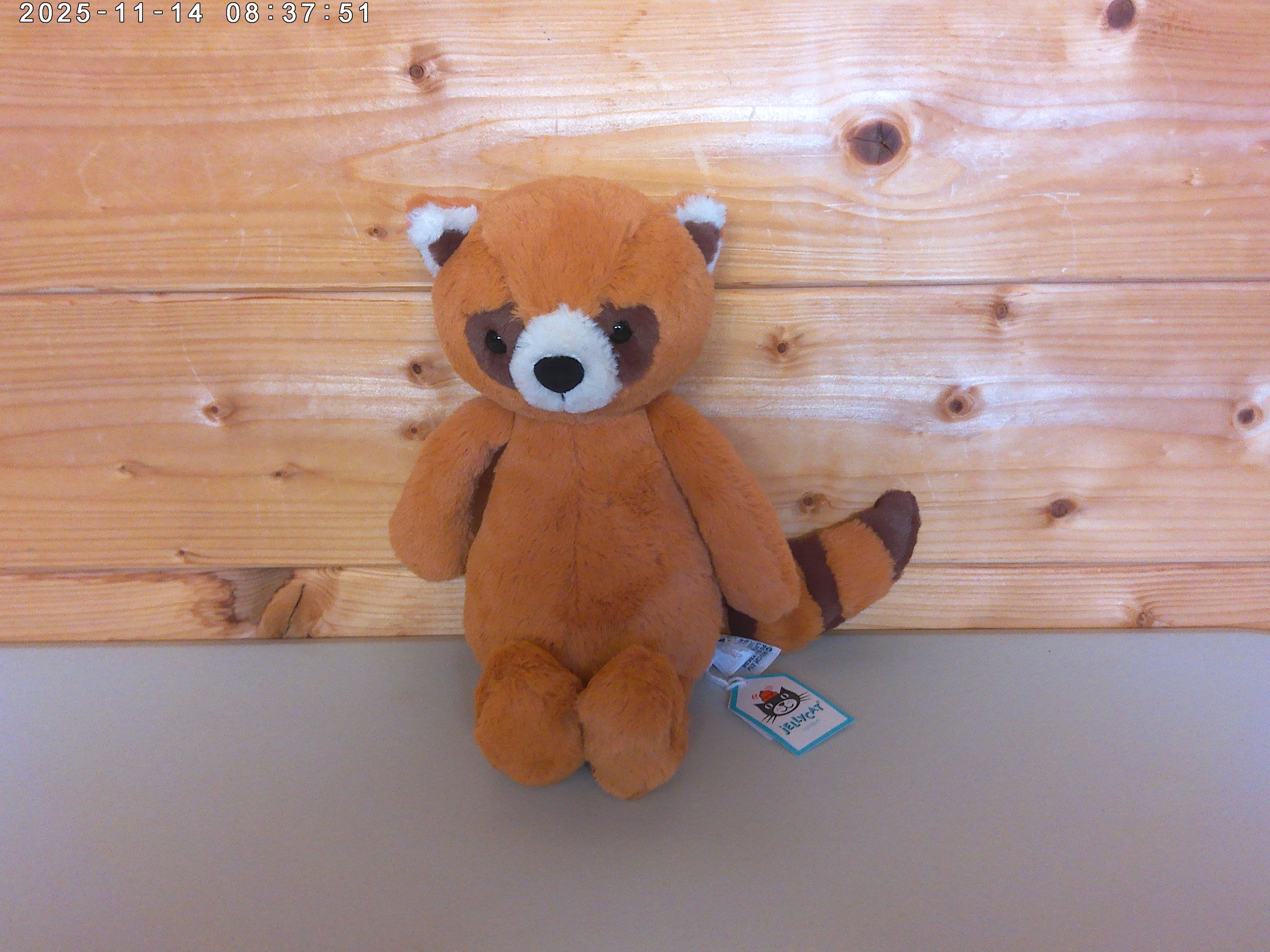 Red panda - photo 1.jpg