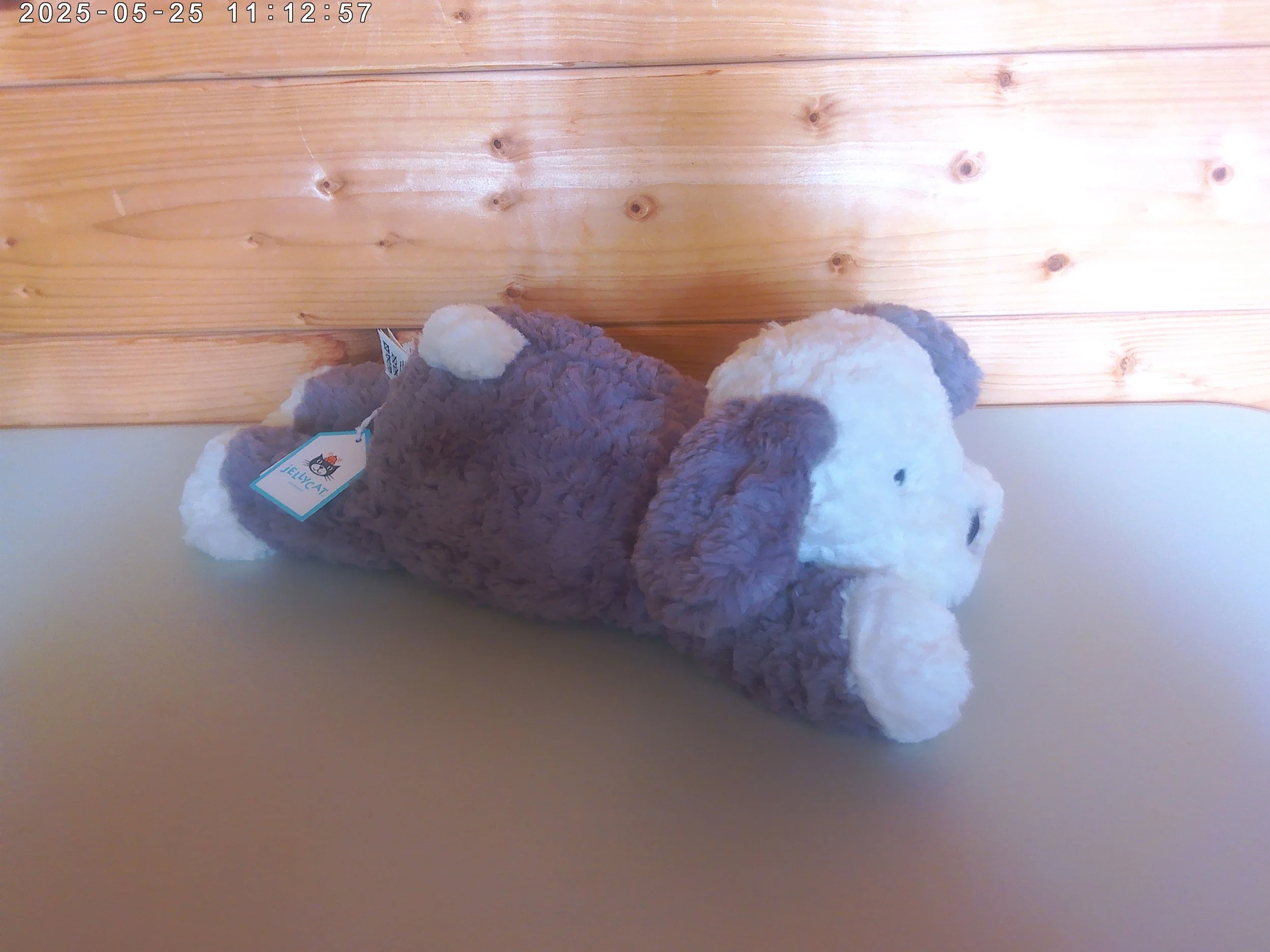 Tumblie sheep dog - photo 3.jpg