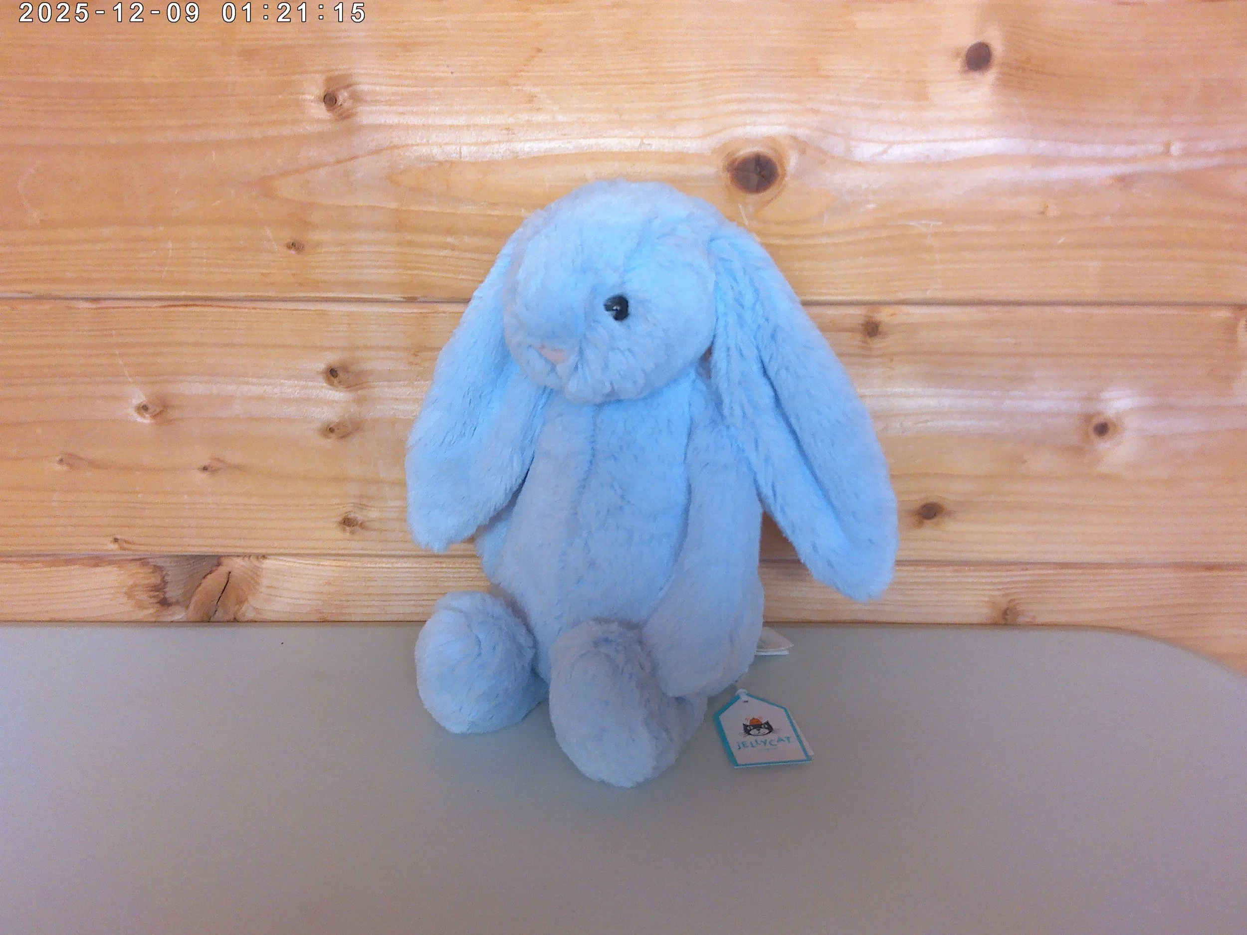 Blue Bunny - photo 4.jpg