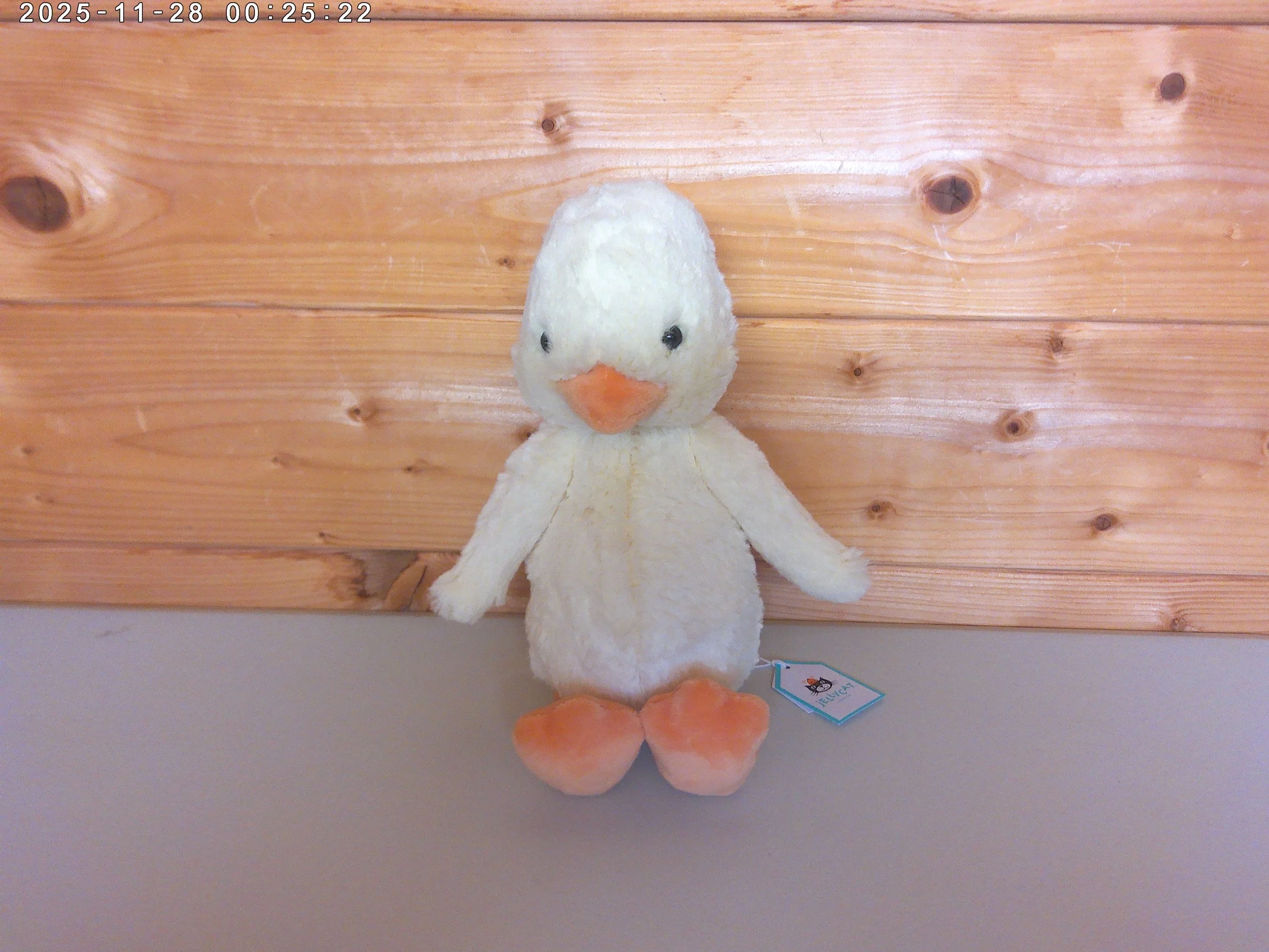 Bashful Duck - photo 1.jpg
