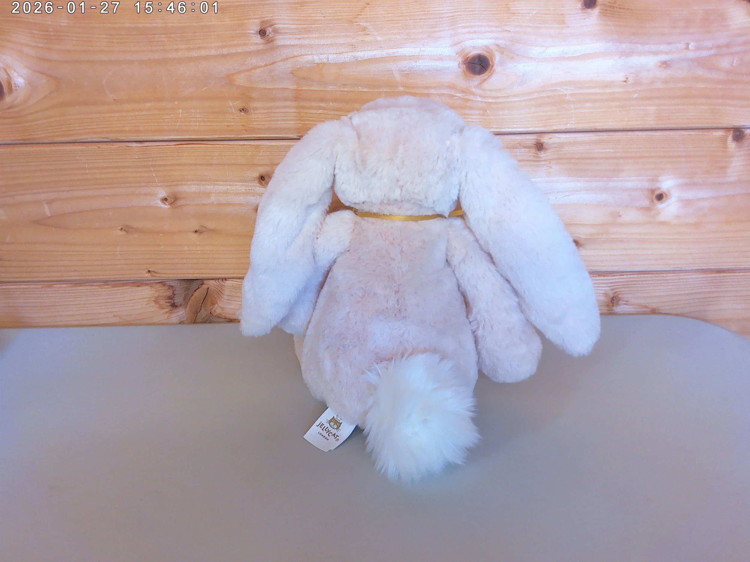 Willow - photo 3.jpg