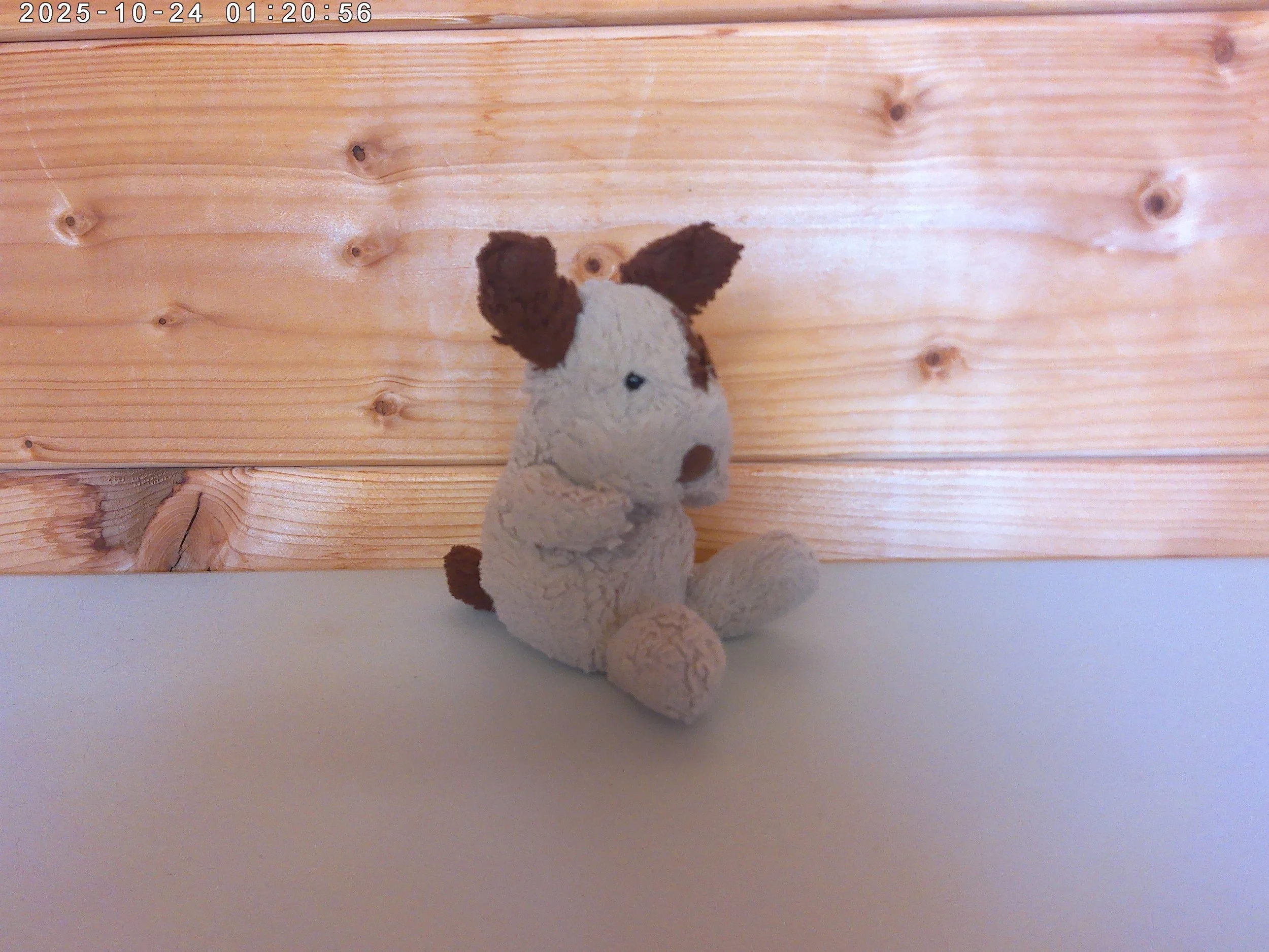 Poppet pup - photo 3.jpg
