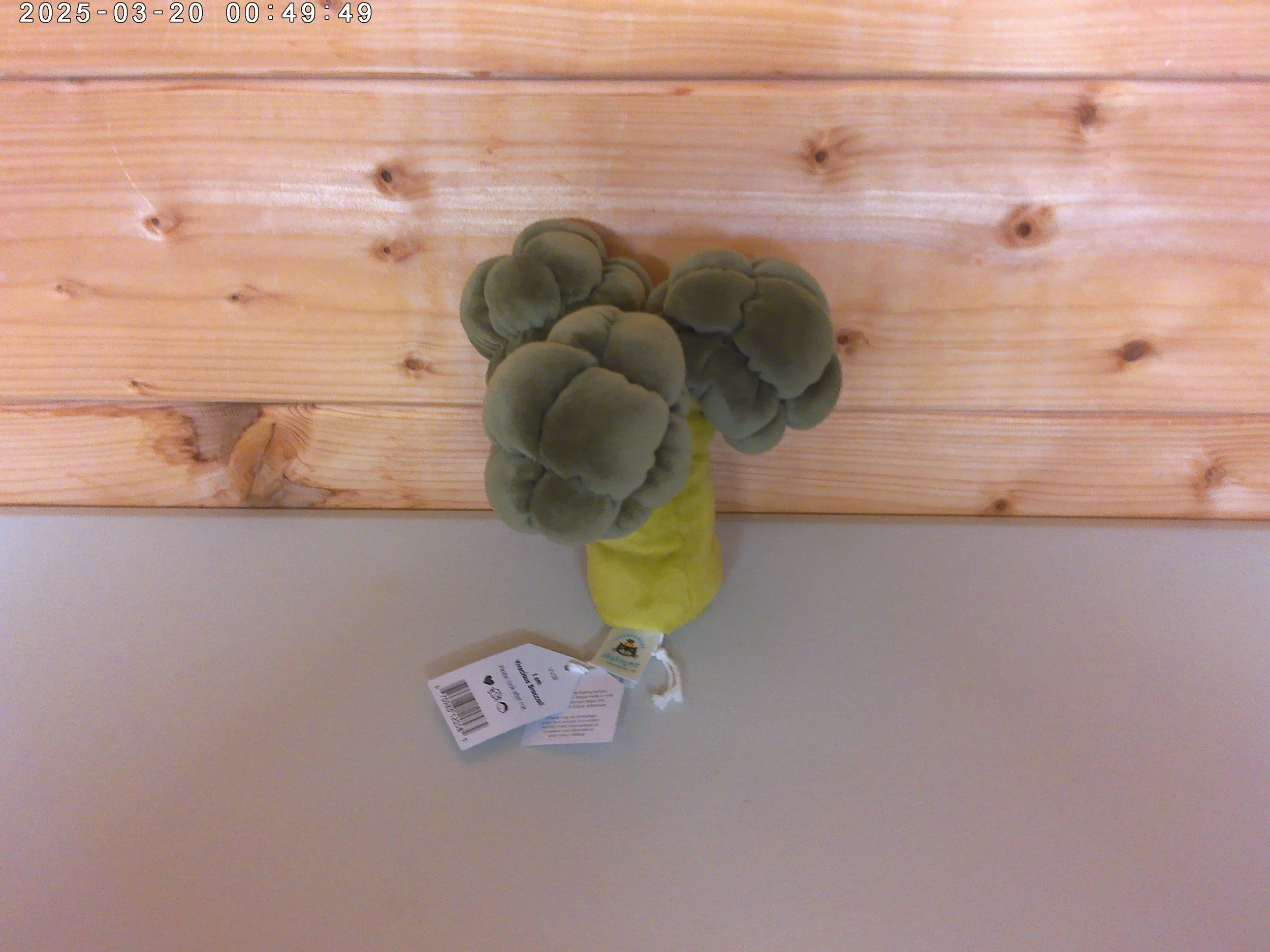 Broccoli - photo 2.jpg