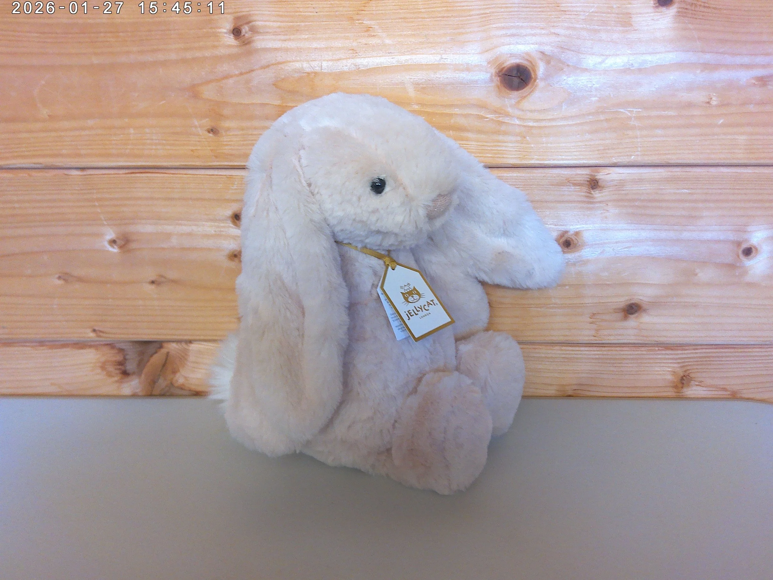 Willow - photo 2.jpg
