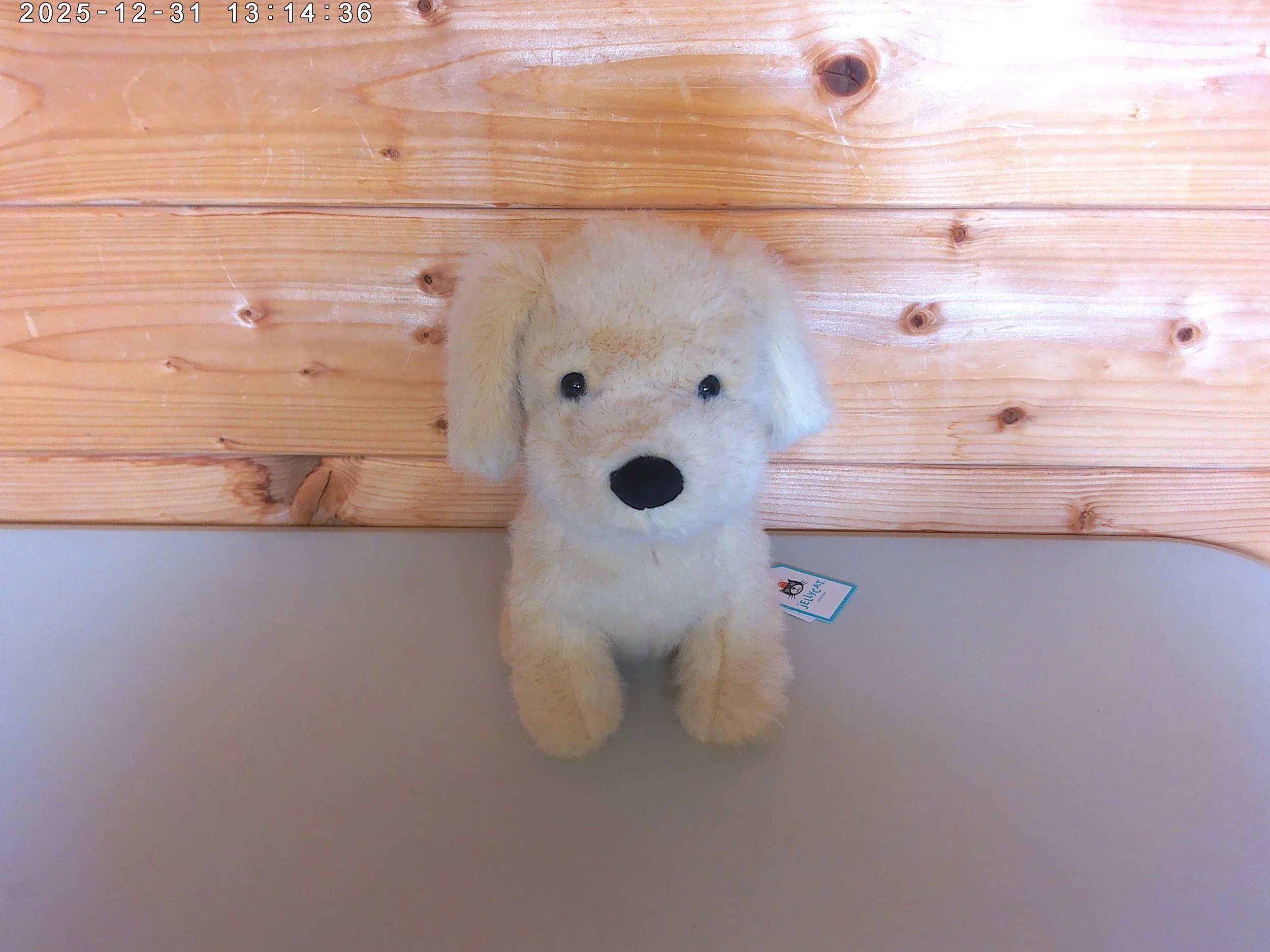 Golden puppy - photo 4.jpg
