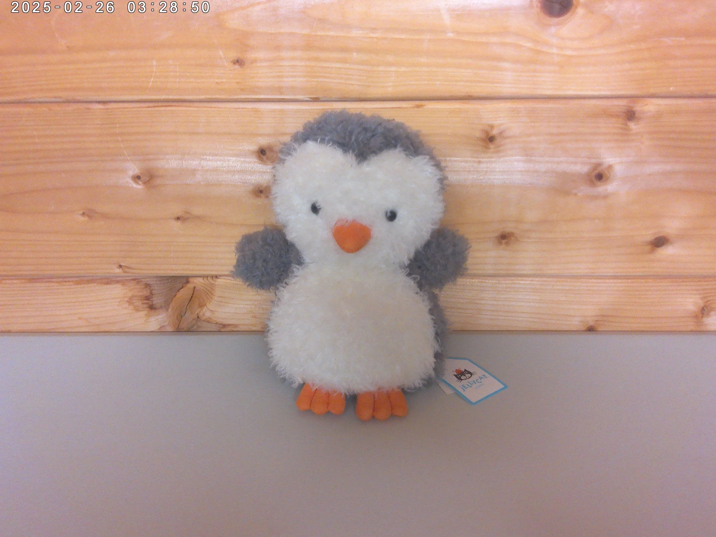 Little penguin - photo 1.jpg