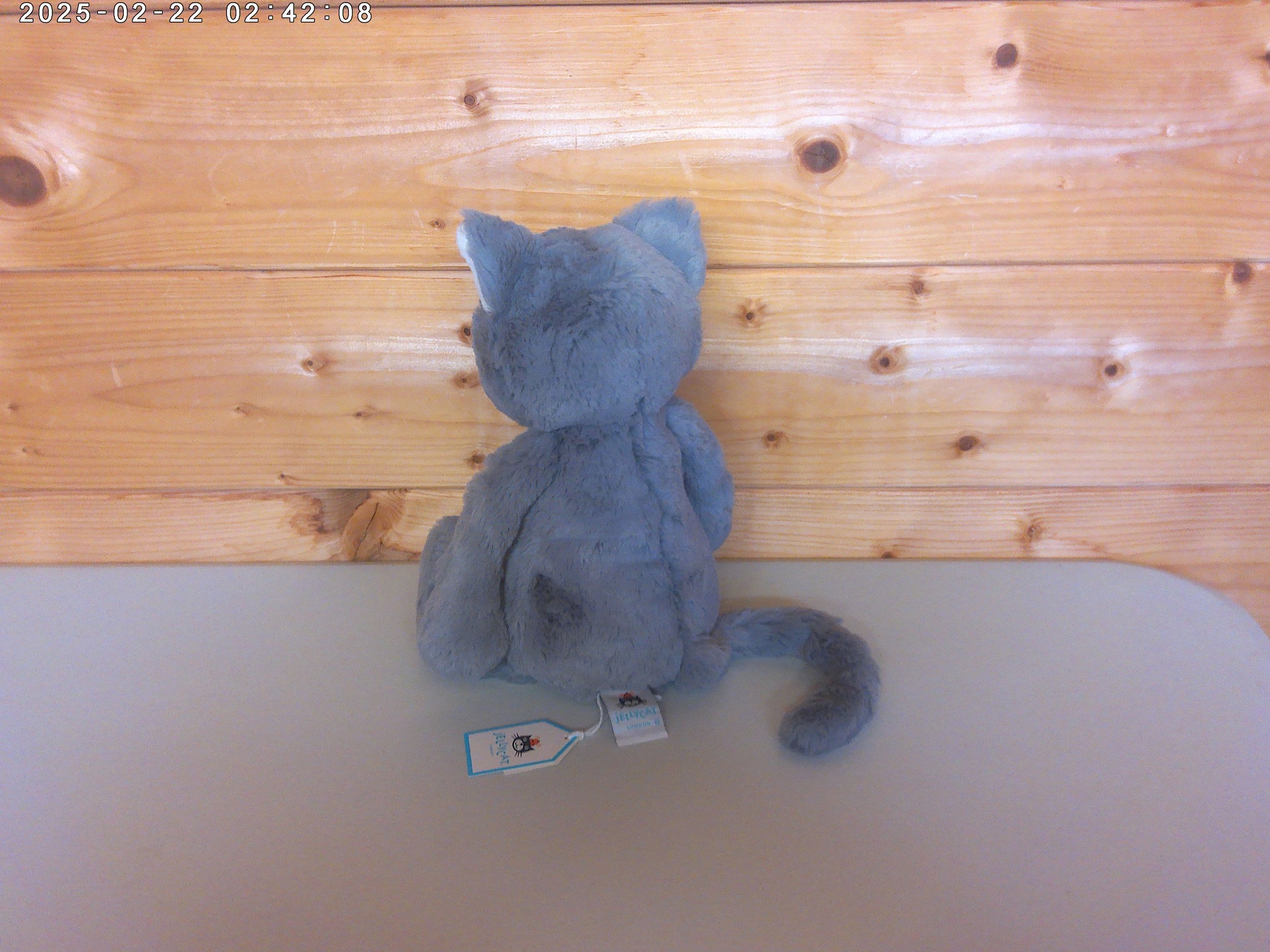 Kitten - photo 2.jpg