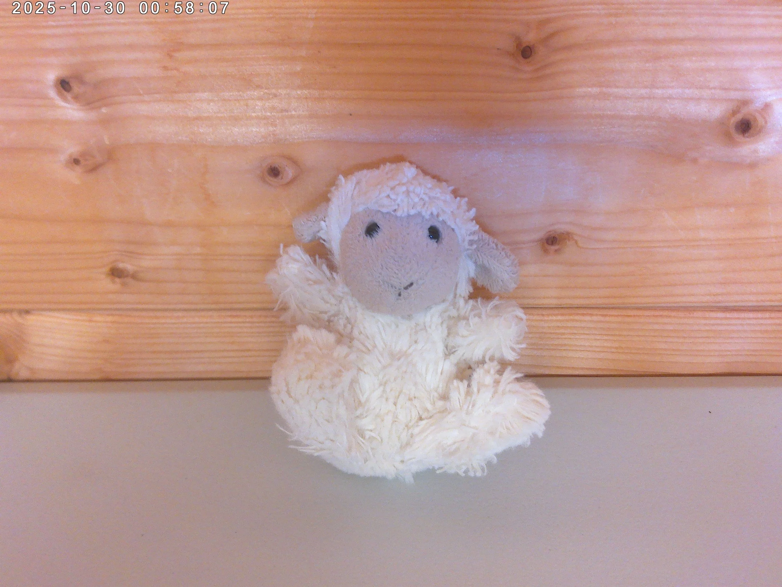 Poppet Lamb - photo 1.jpg