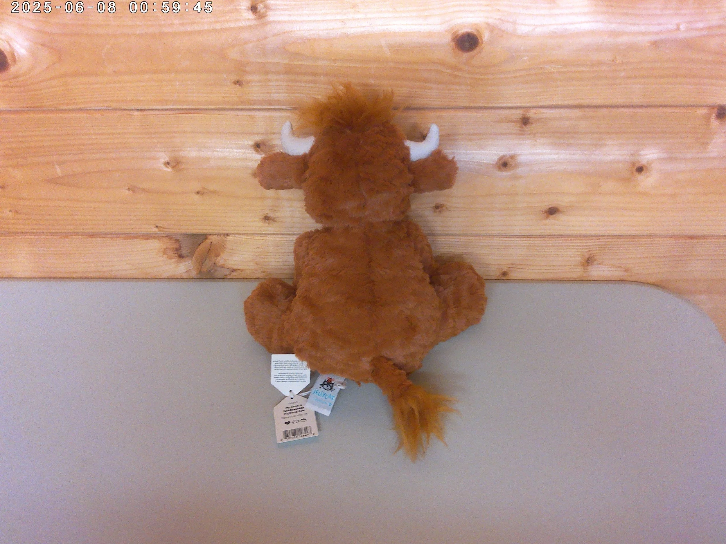 Highland cow - photo 3.jpg