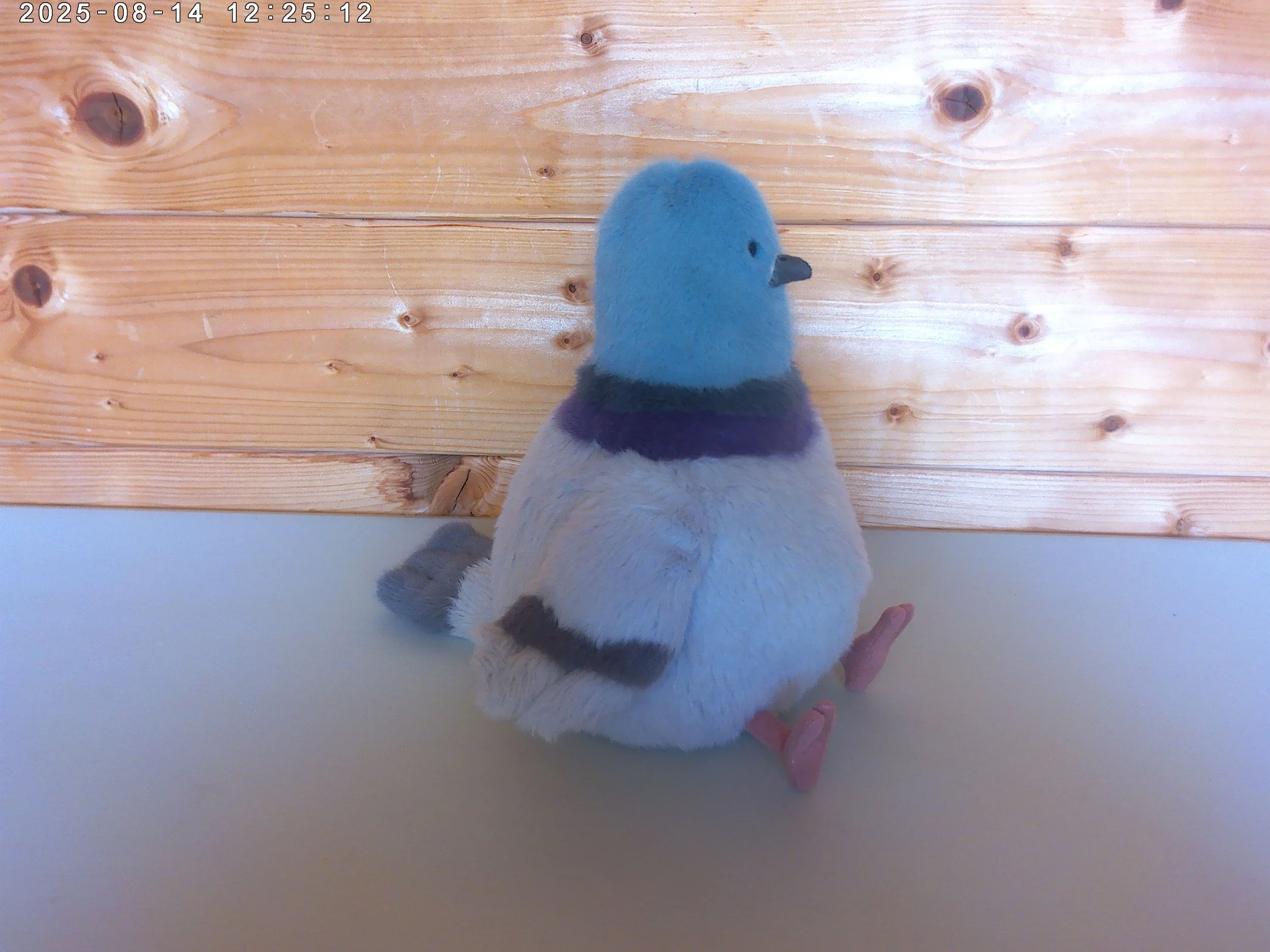 Strutton pigeon - photo 3.jpg