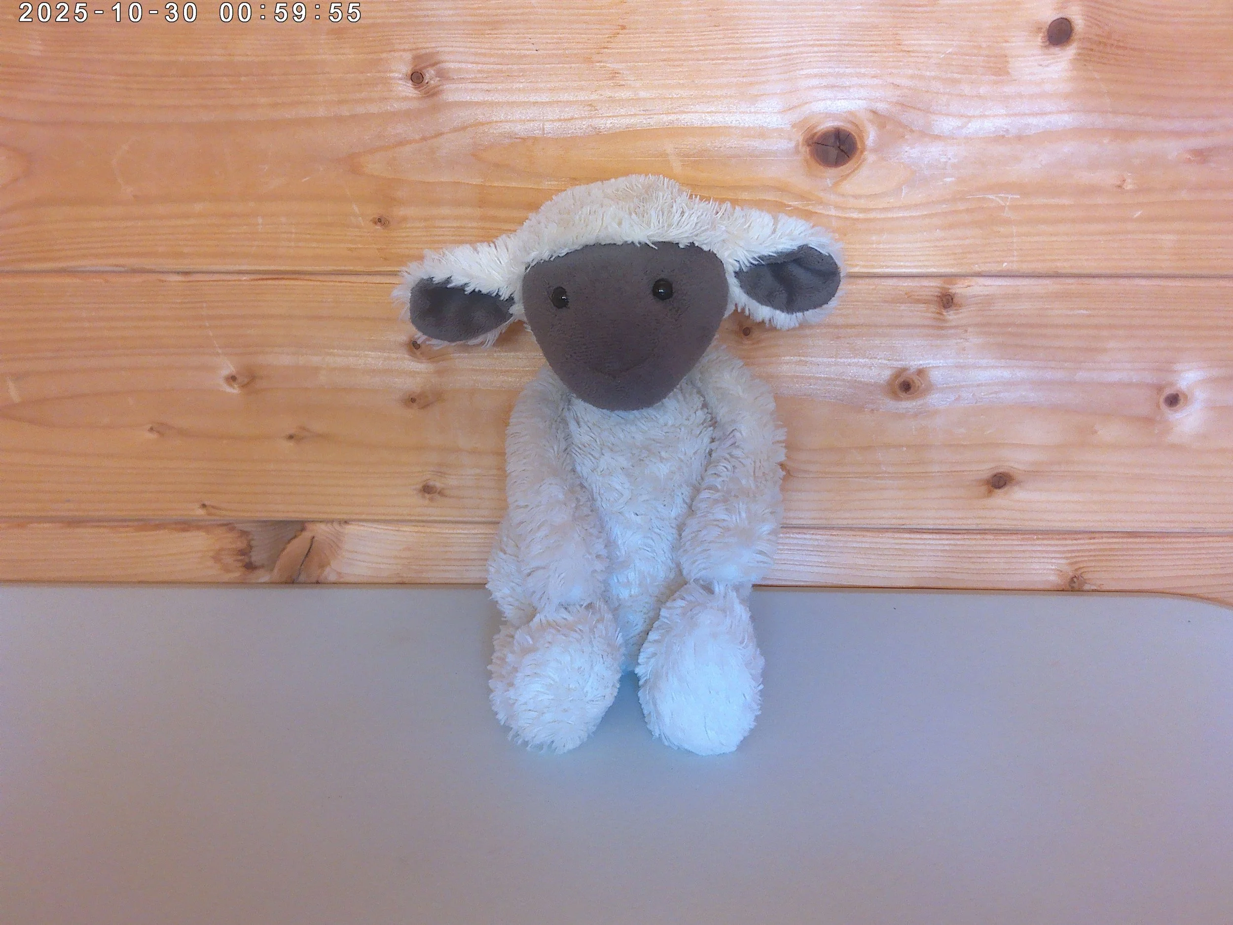 Bashful Lamb - photo 1.jpg