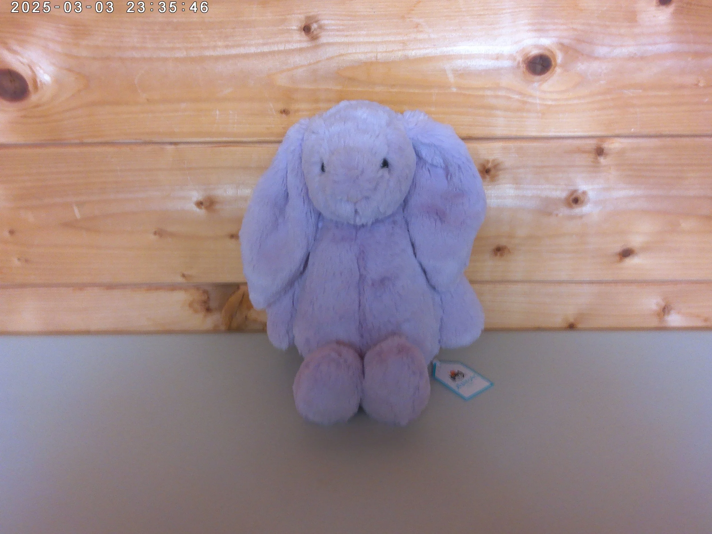 lilac bunny photo 1.jpg