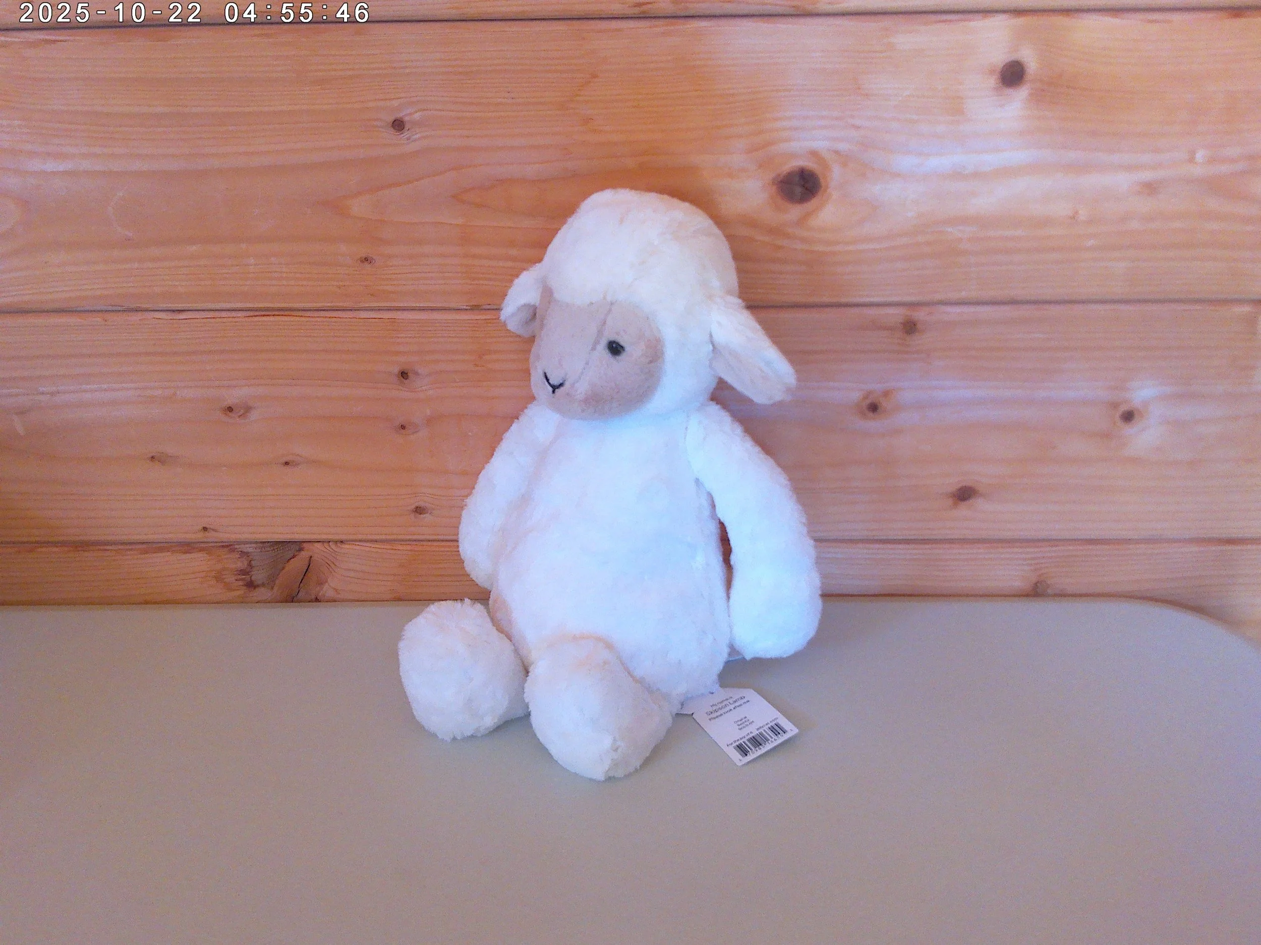 Skipson Lamb - photo 2.jpg