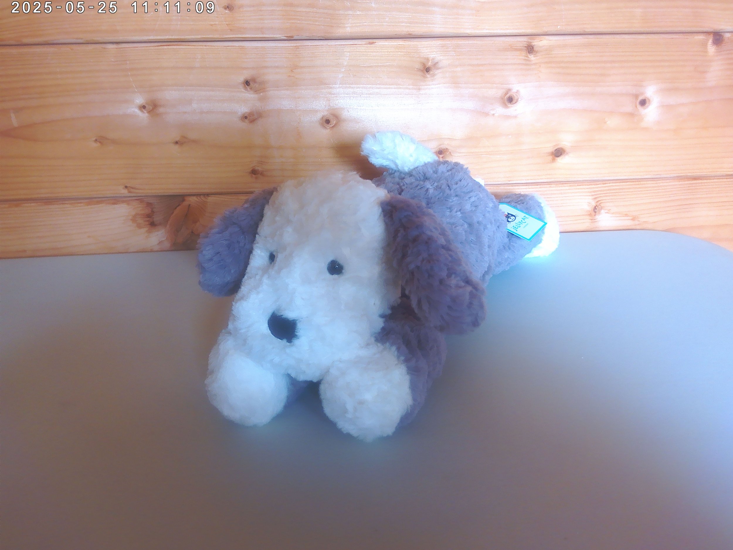 Tumblie sheep dog - photo 4.jpg