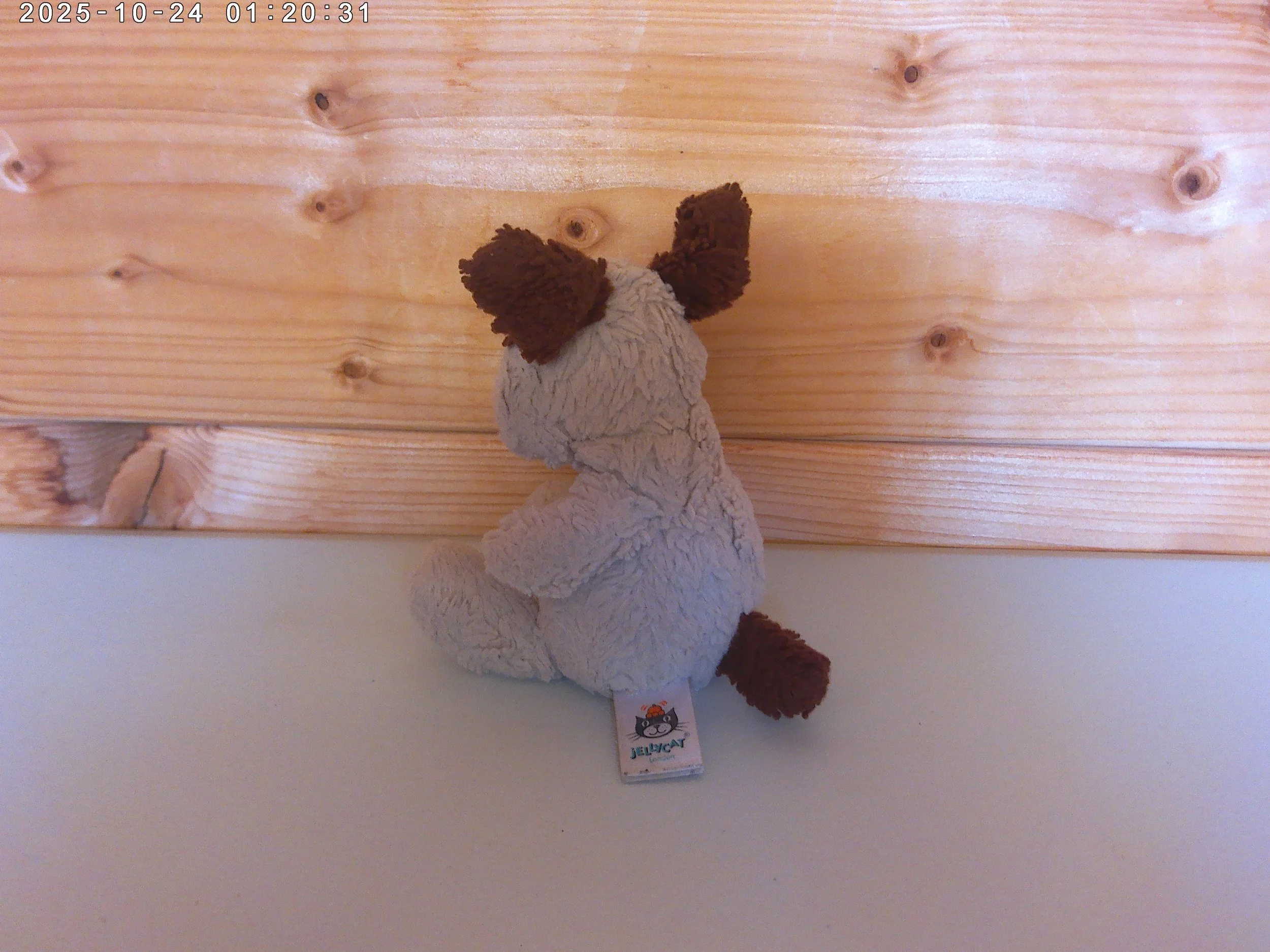 Poppet pup - photo 2.jpg
