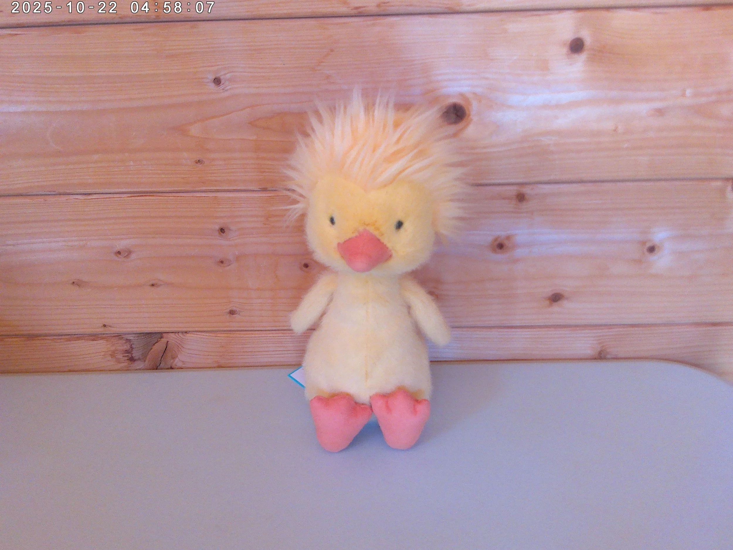 Dorit Duckling - photo 1.jpg
