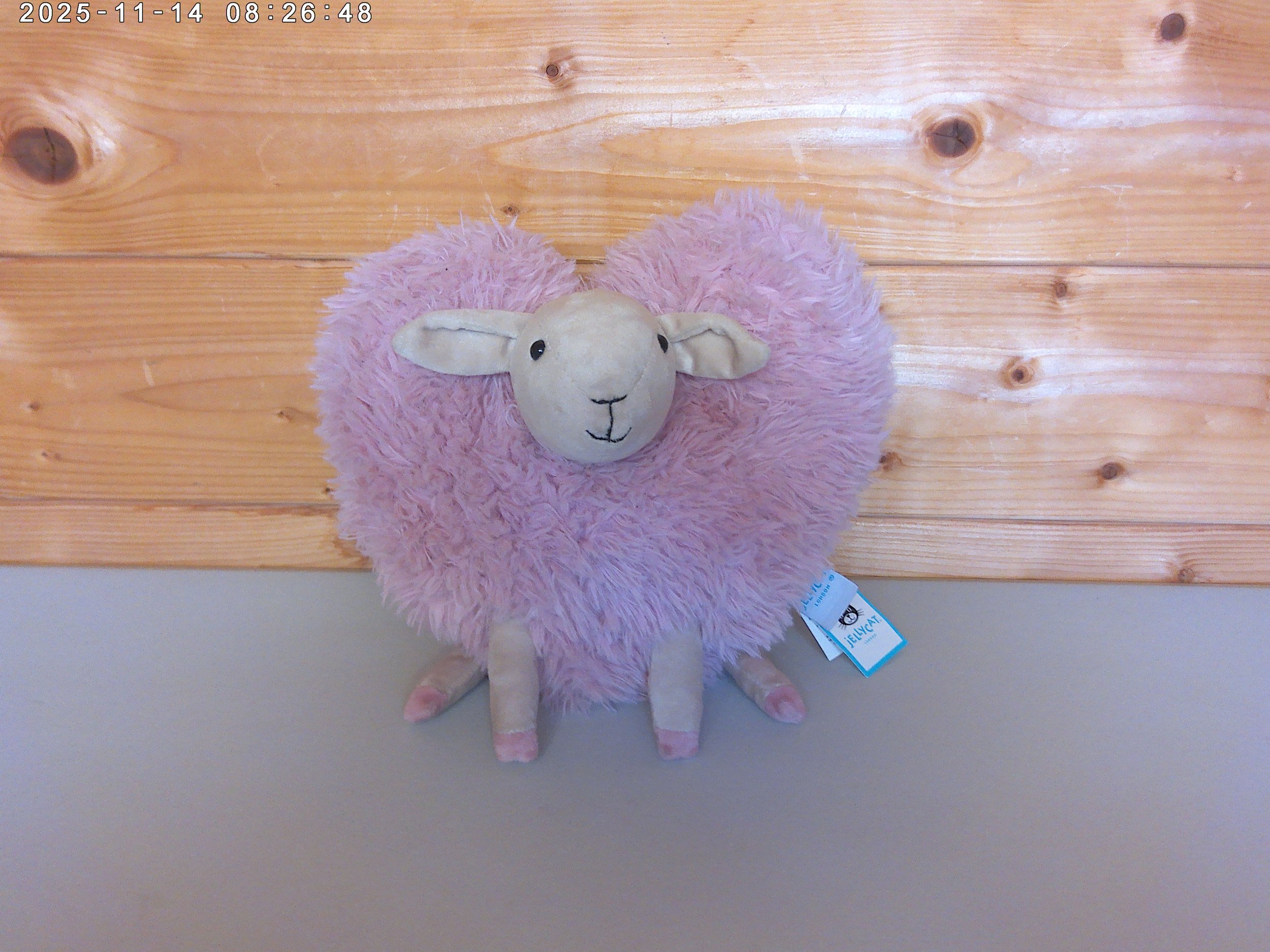 Aimee sheep - photo 1.jpg