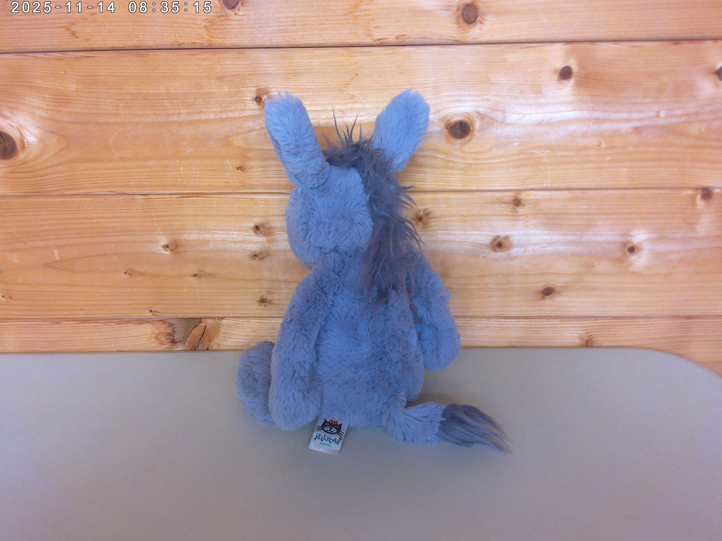 Donkey - photo 2.jpg