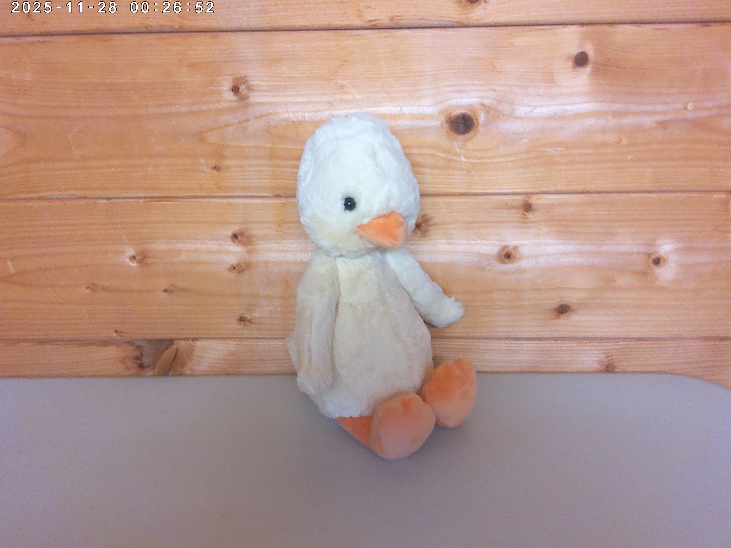 Bashful Duck - photo 4.jpg