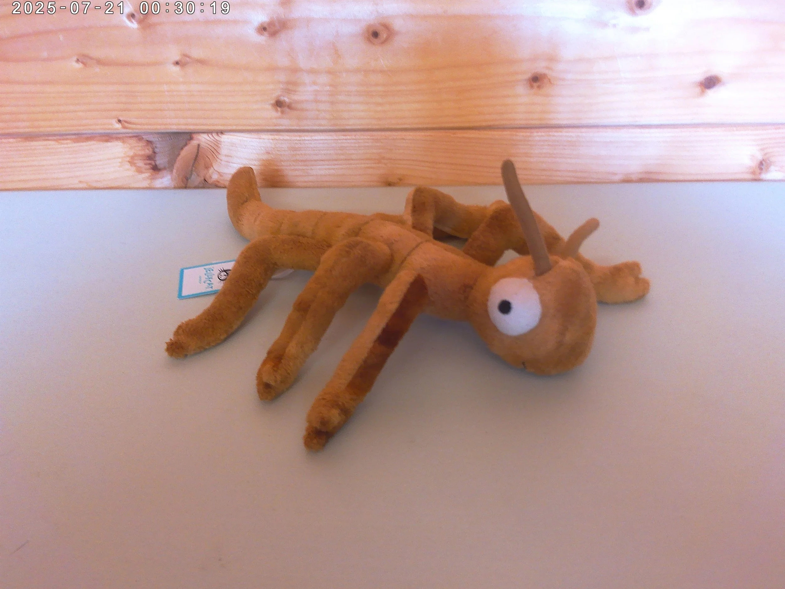 Stanley Stick Insect - photo 3.jpg