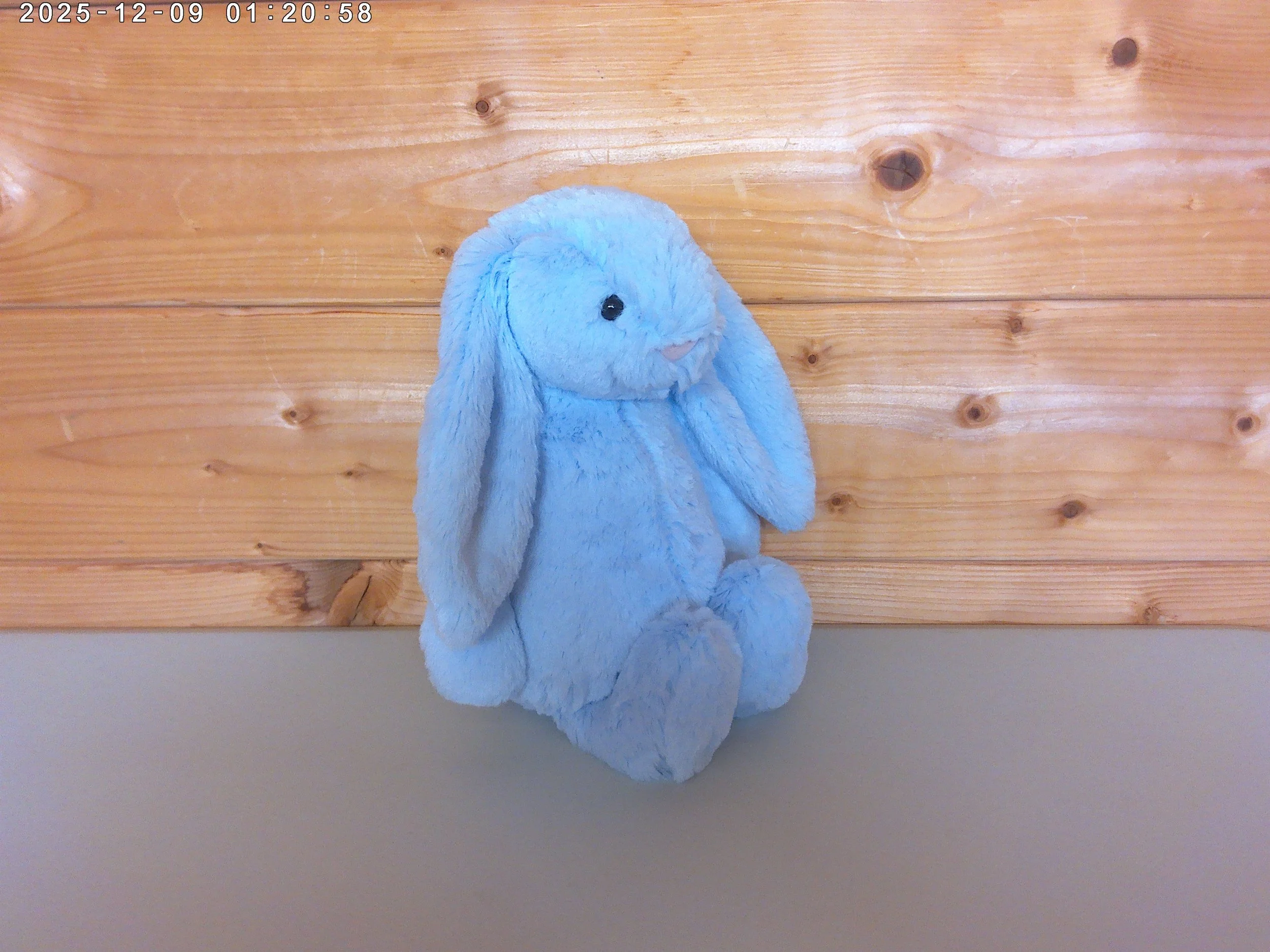 Blue bunny - photo 3.jpg