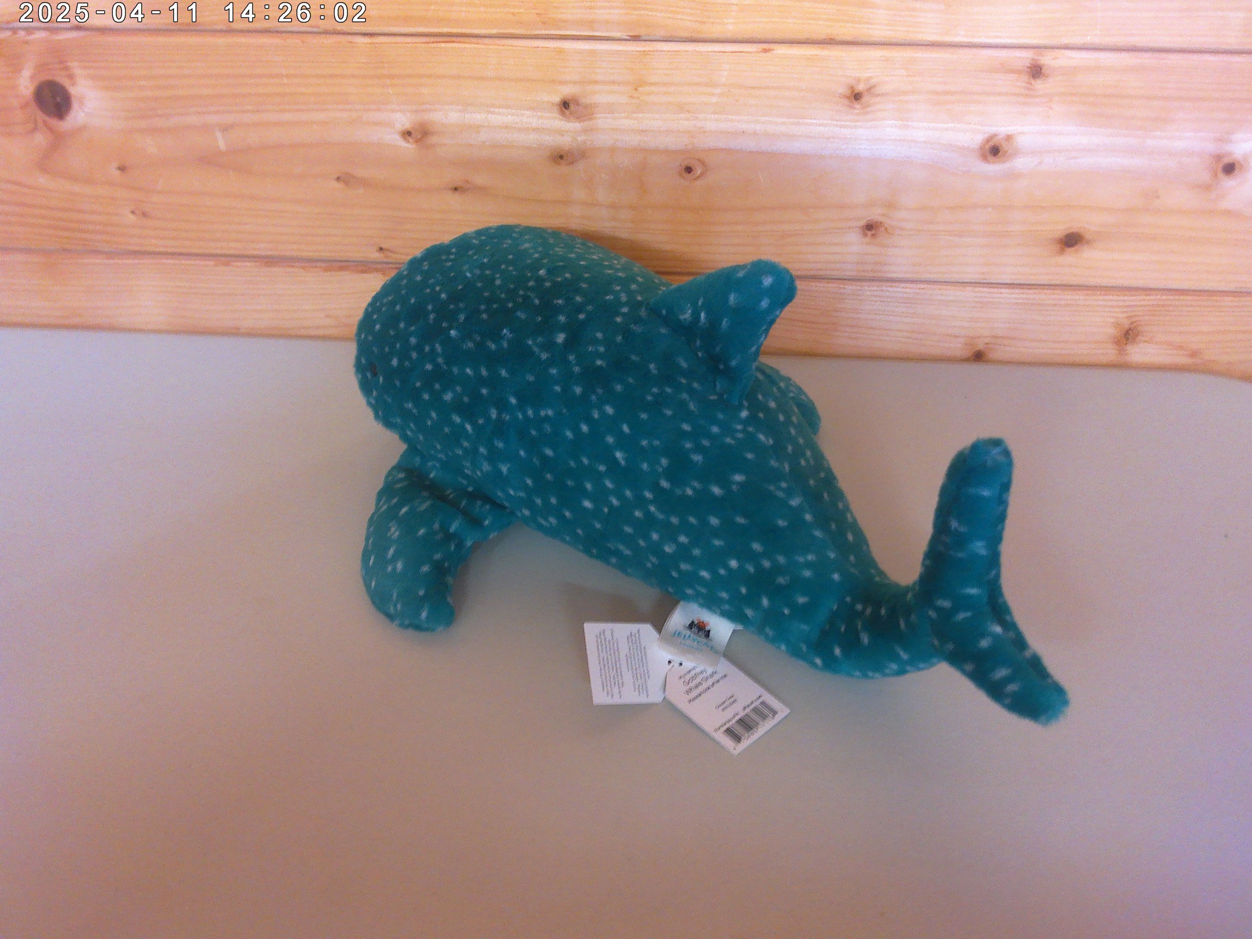Gobfrey whale - photo 2.jpg