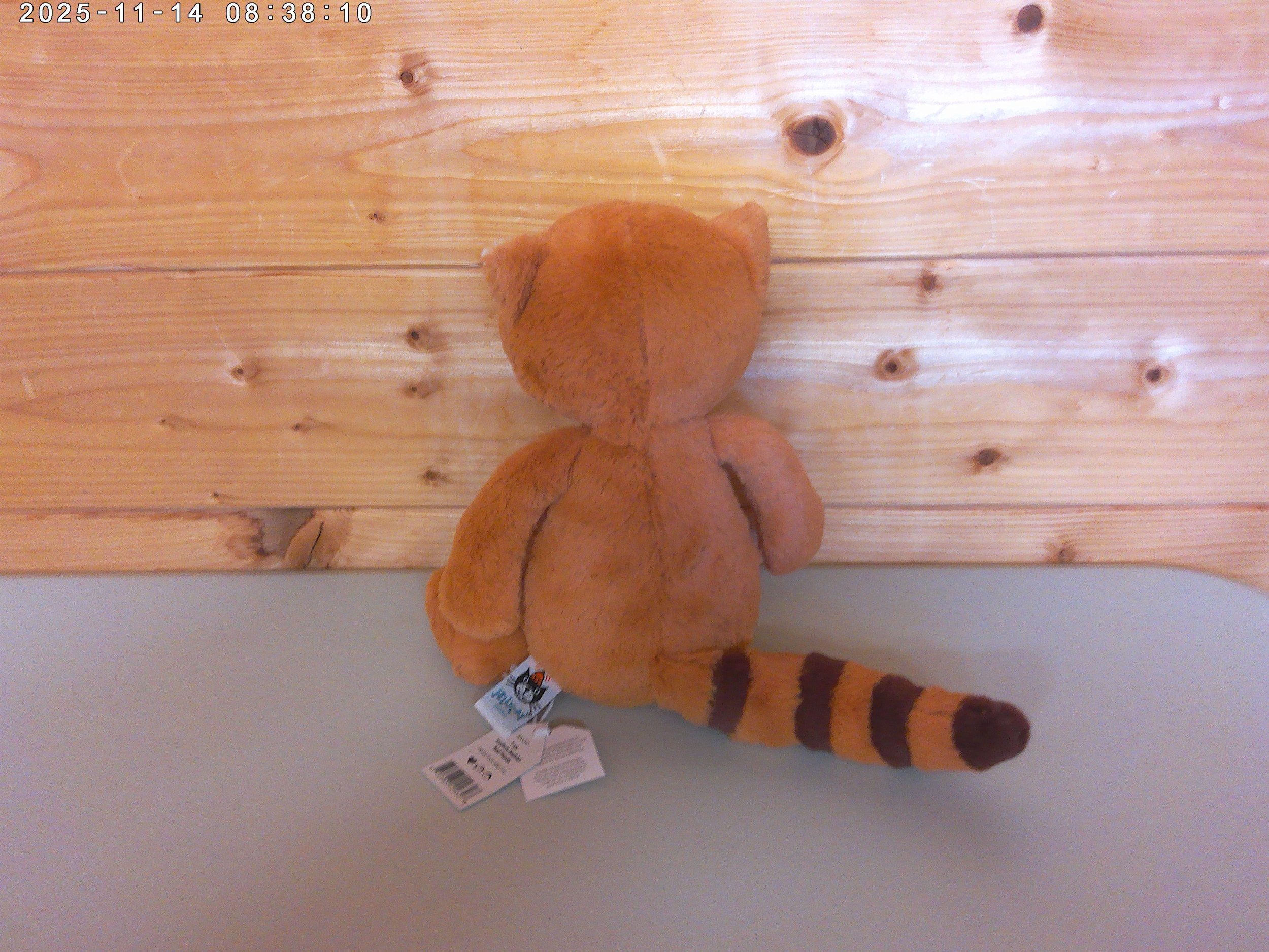 Red panda - photo 2.jpg