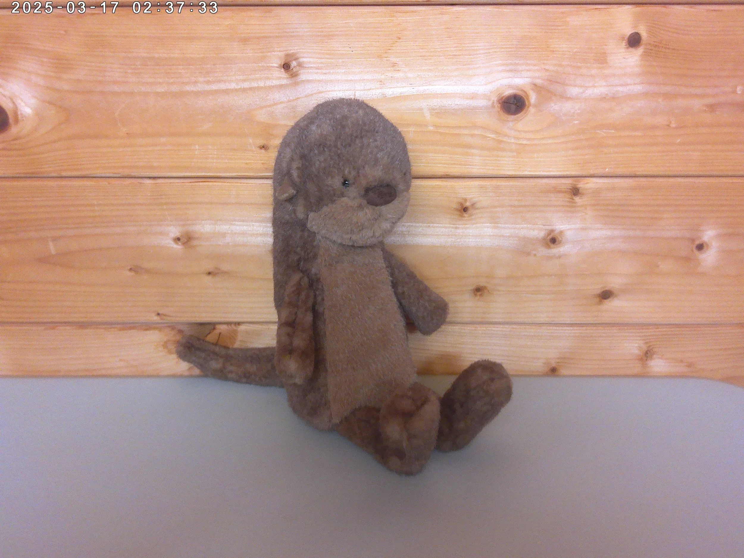 otter - photo 4.jpg