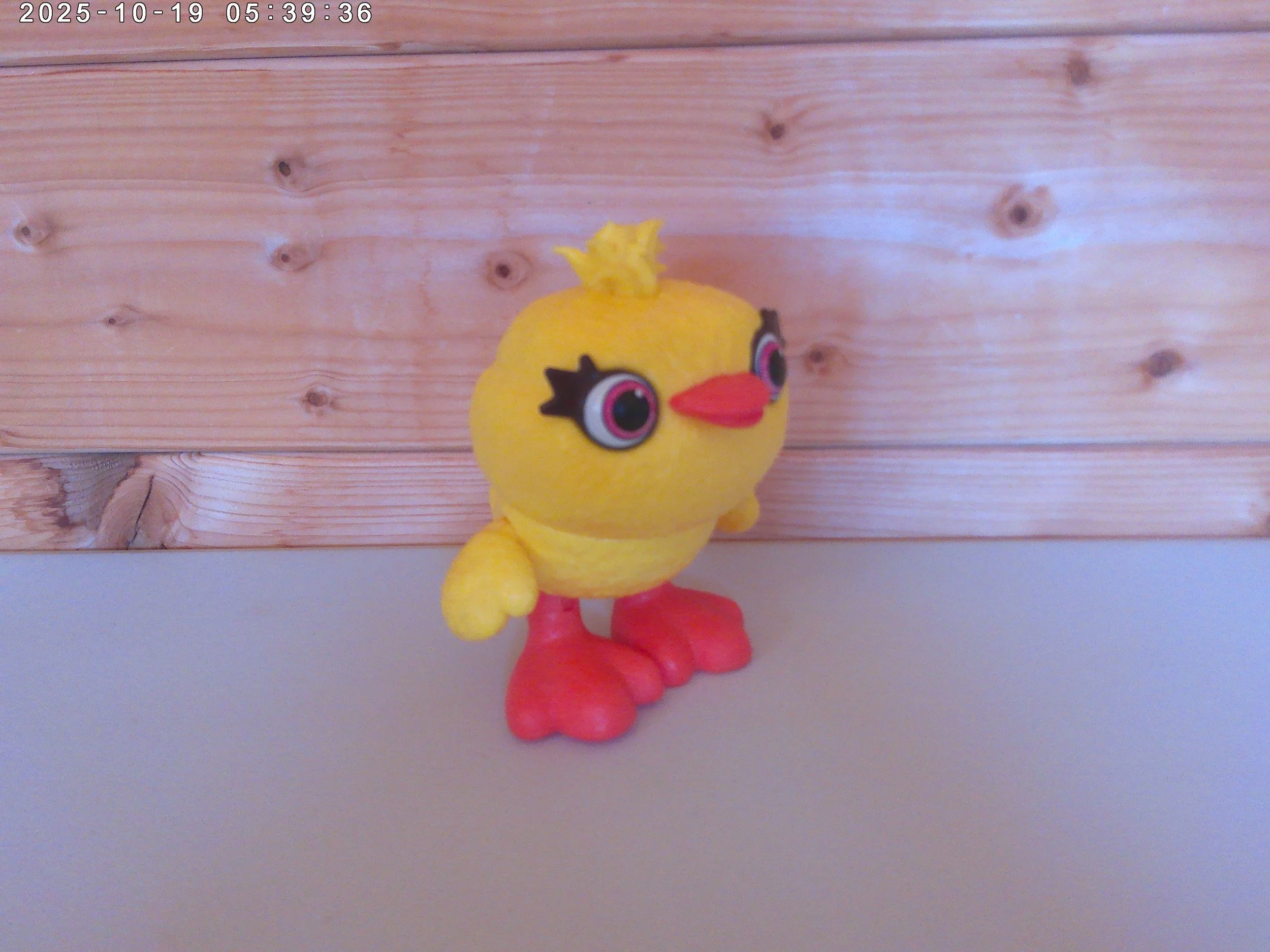 Ducky - photo 3.jpg
