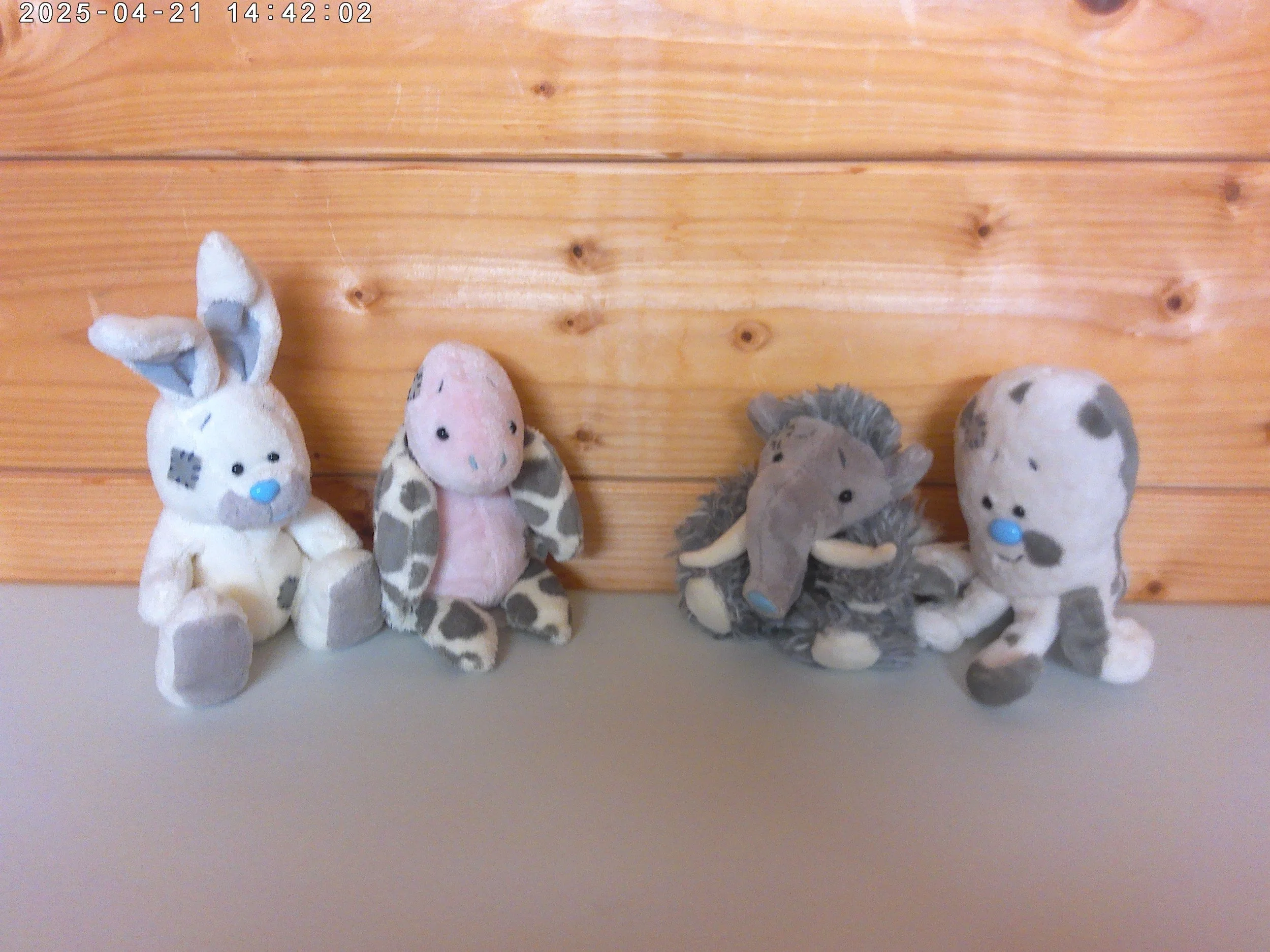 Blue Nose  - photo 3.jpg