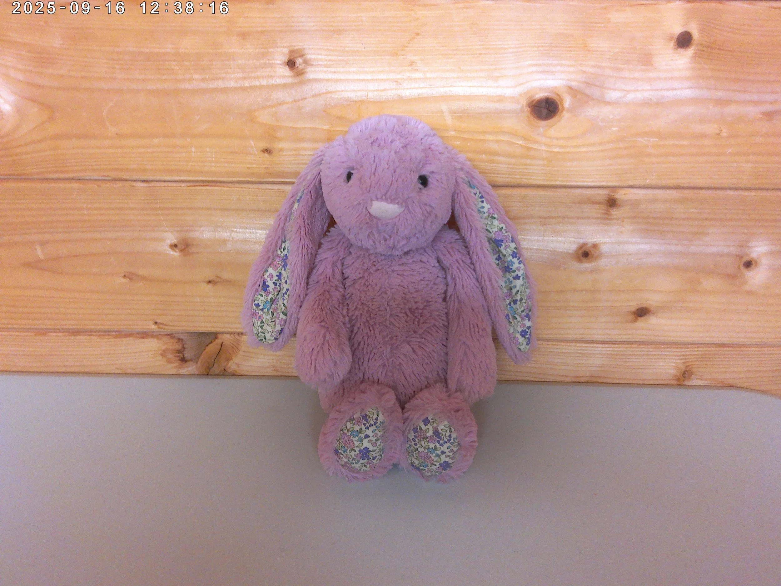Bashful medium tulip bunny - photo 1.jpg