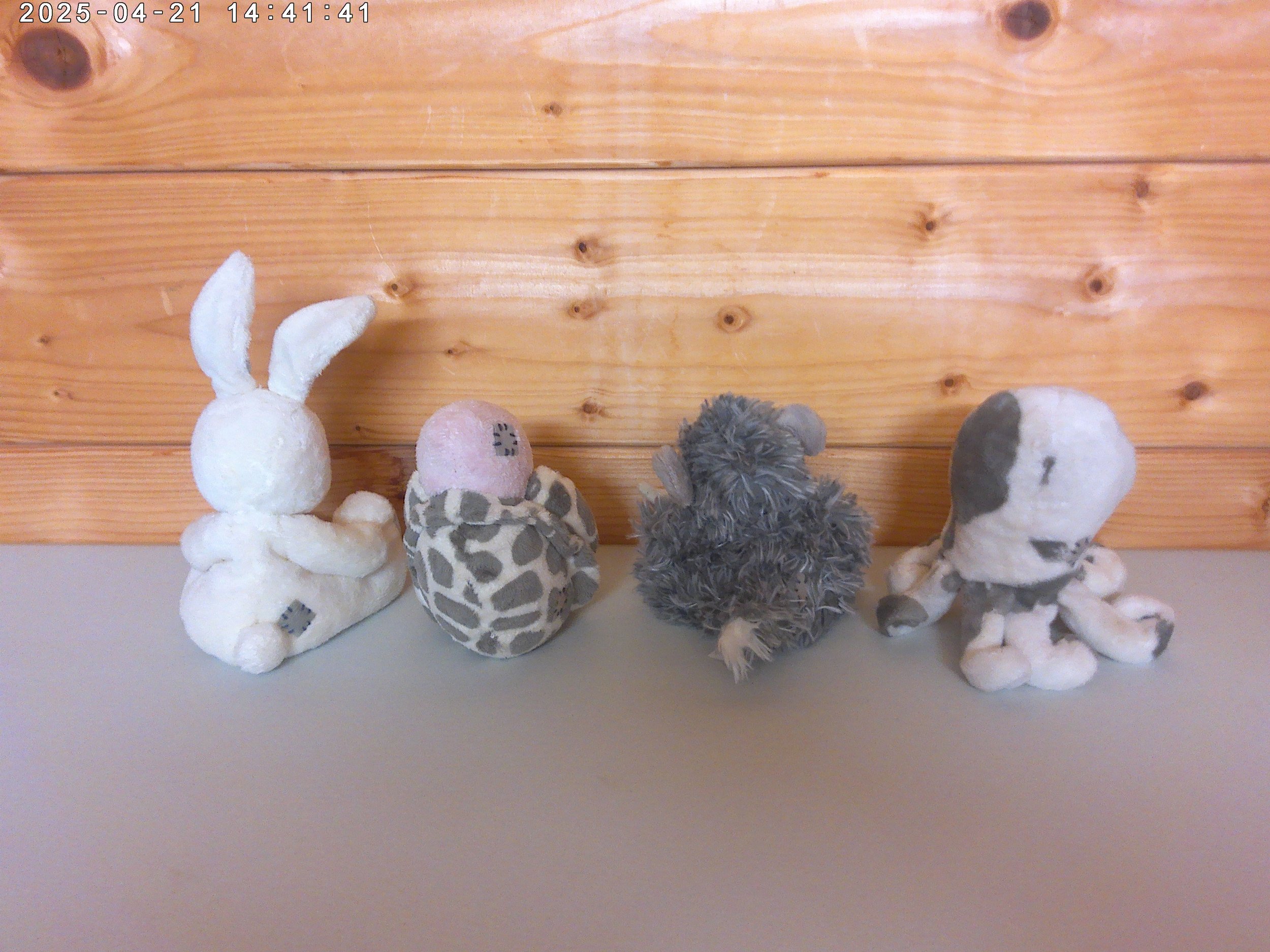 Blue Nose - photo 2.jpg