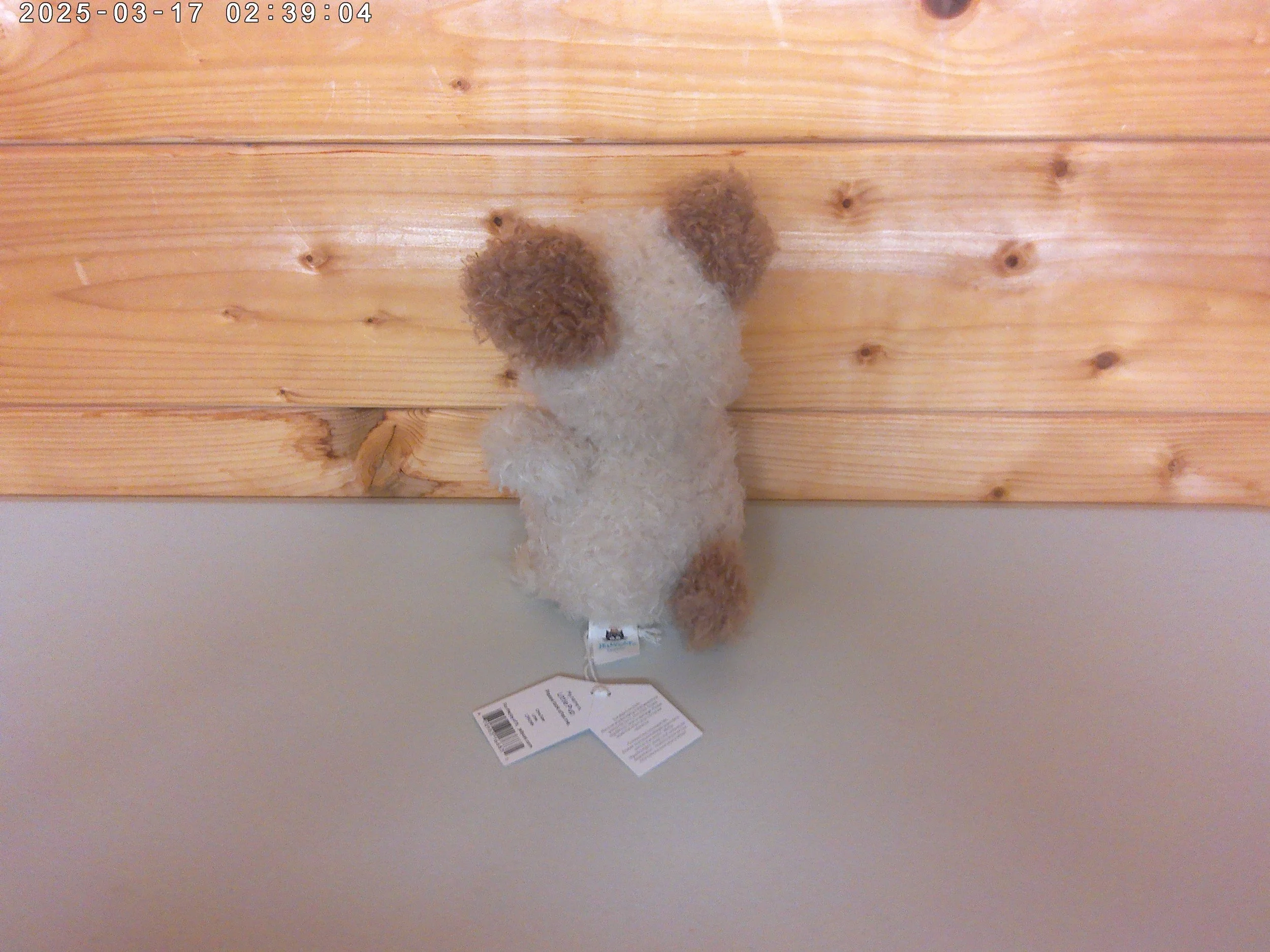Little pup - photo 2.jpg