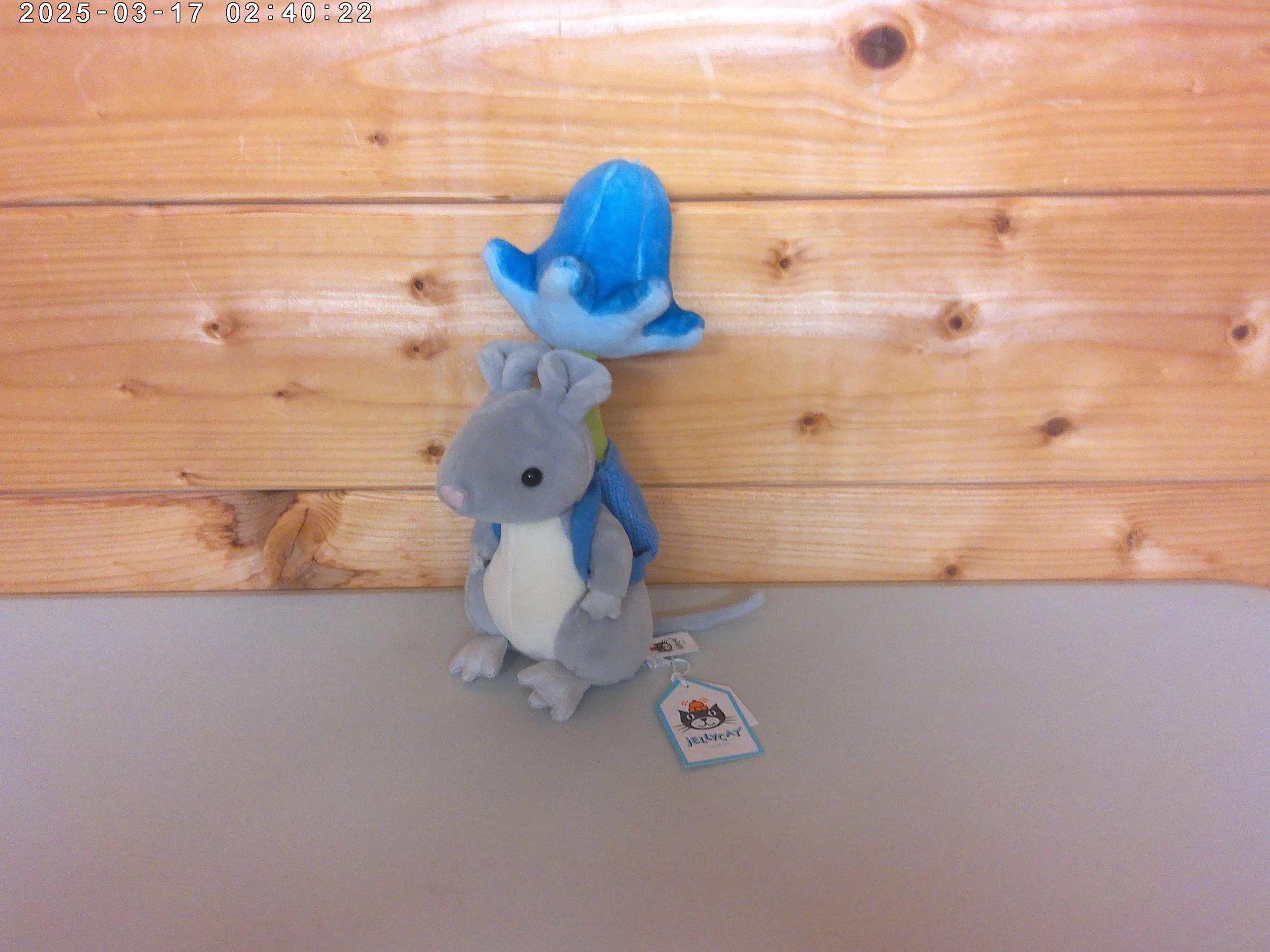 Flower mouse - photo 1.jpg