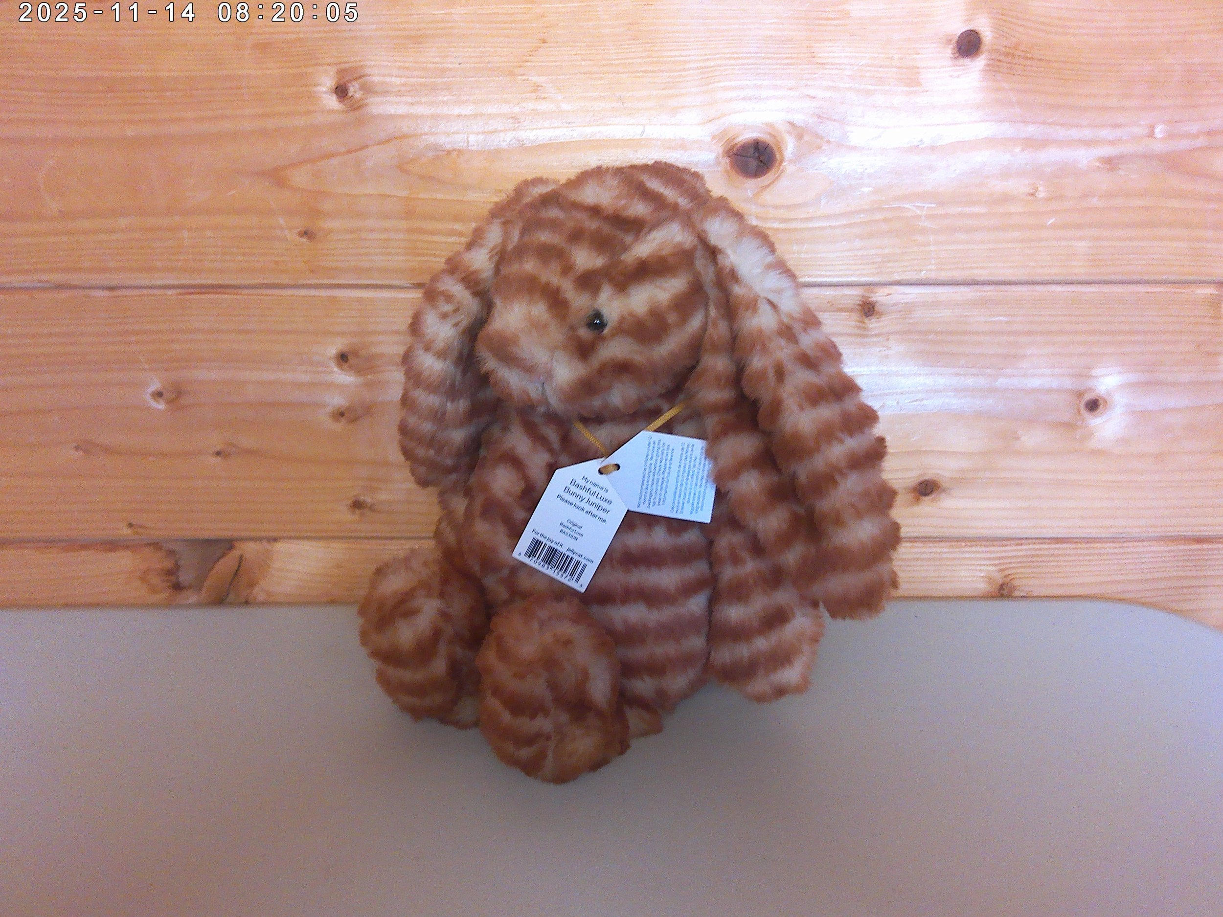 Juniper - photo 4.jpg