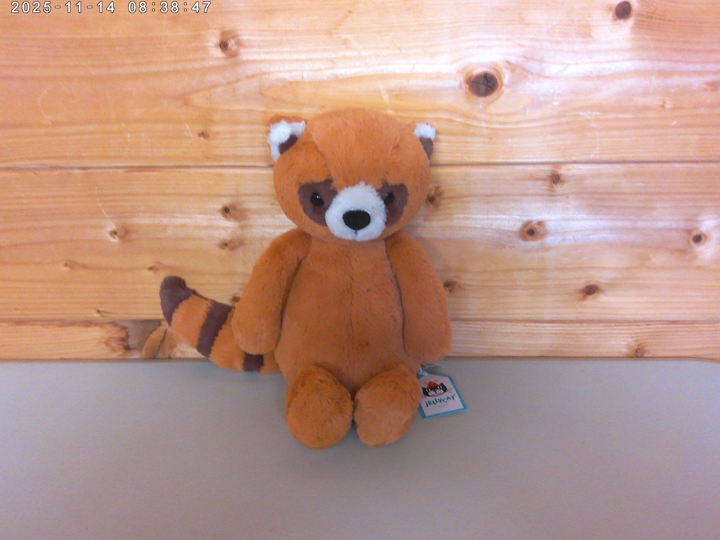 Red panda - photo 4.jpg