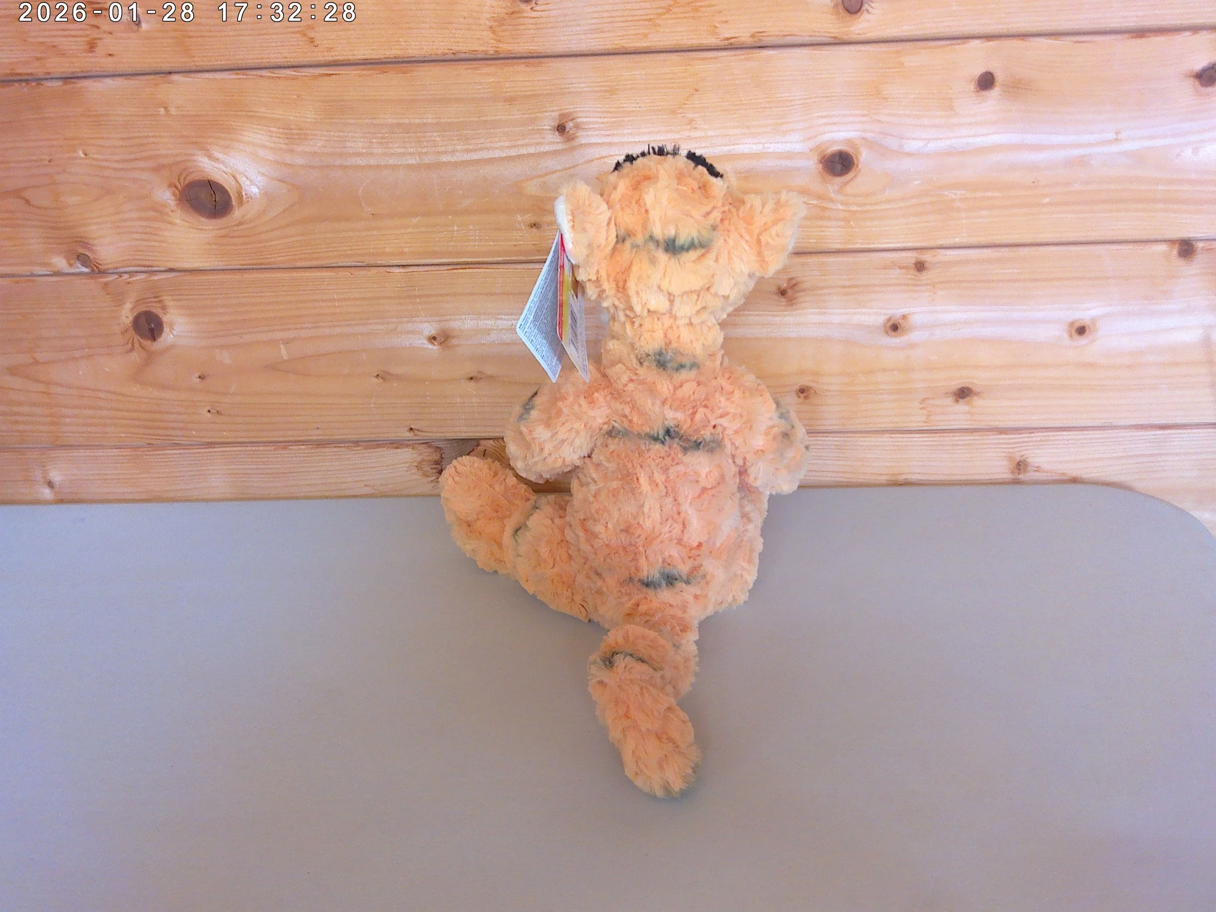 Tigger - photo 3.jpg