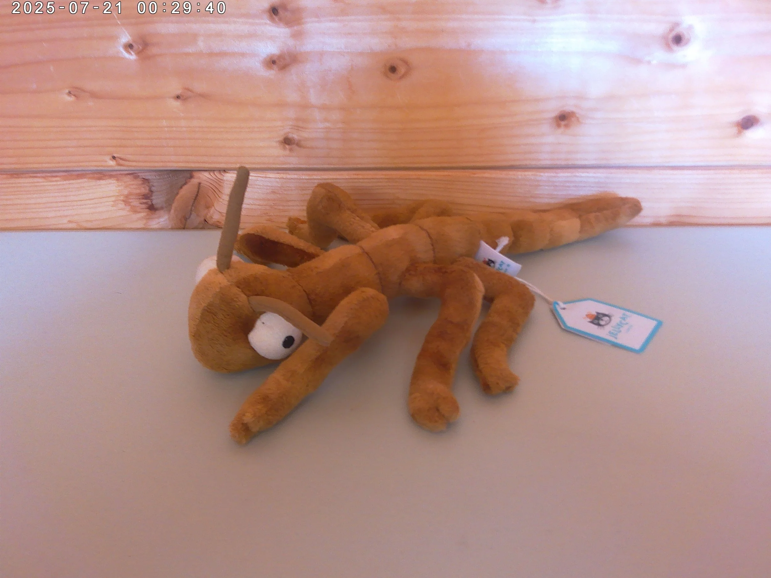 Stanley Stick insect - photo 1.jpg