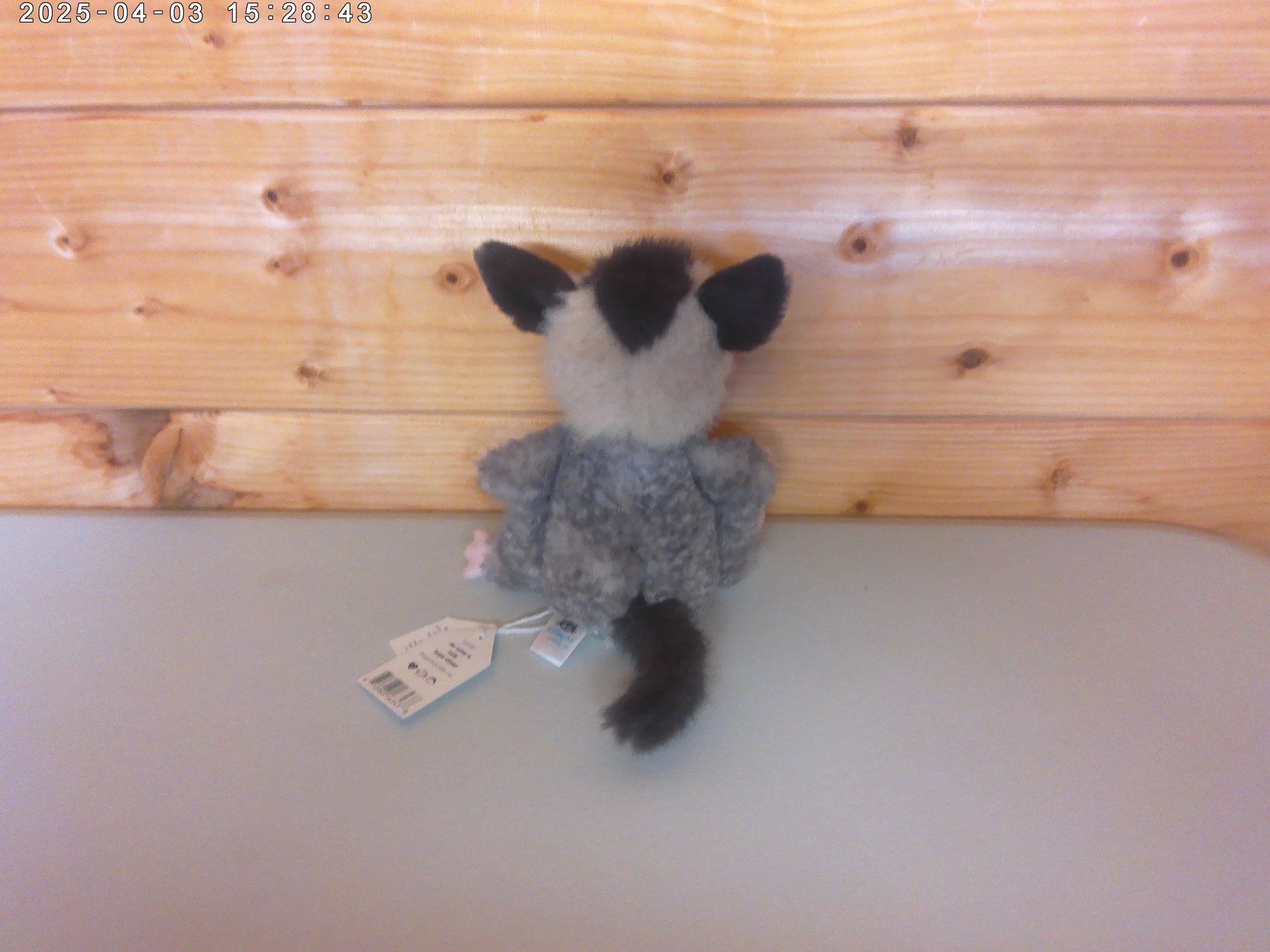 Suger Glider - photo 2.jpg