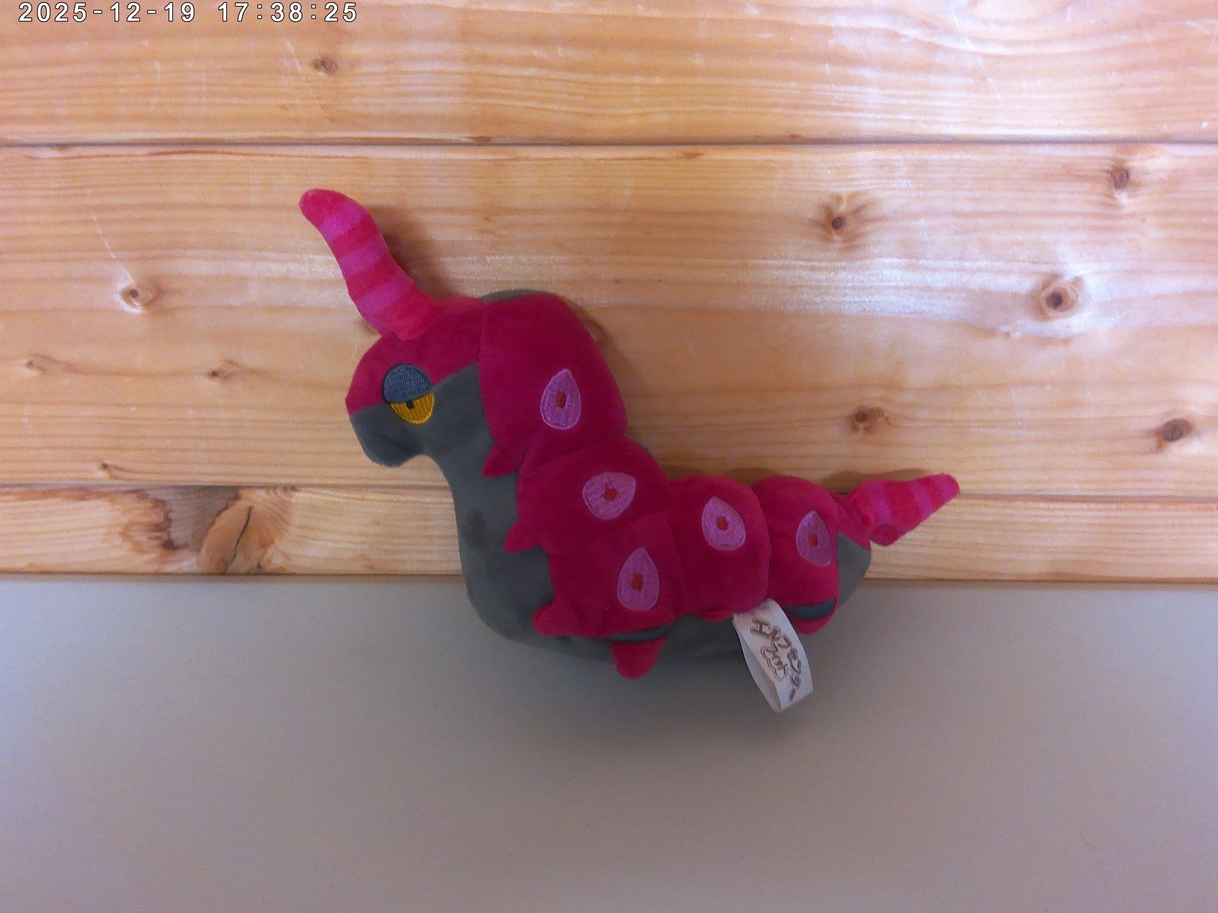 scolipede photo 2.jpg