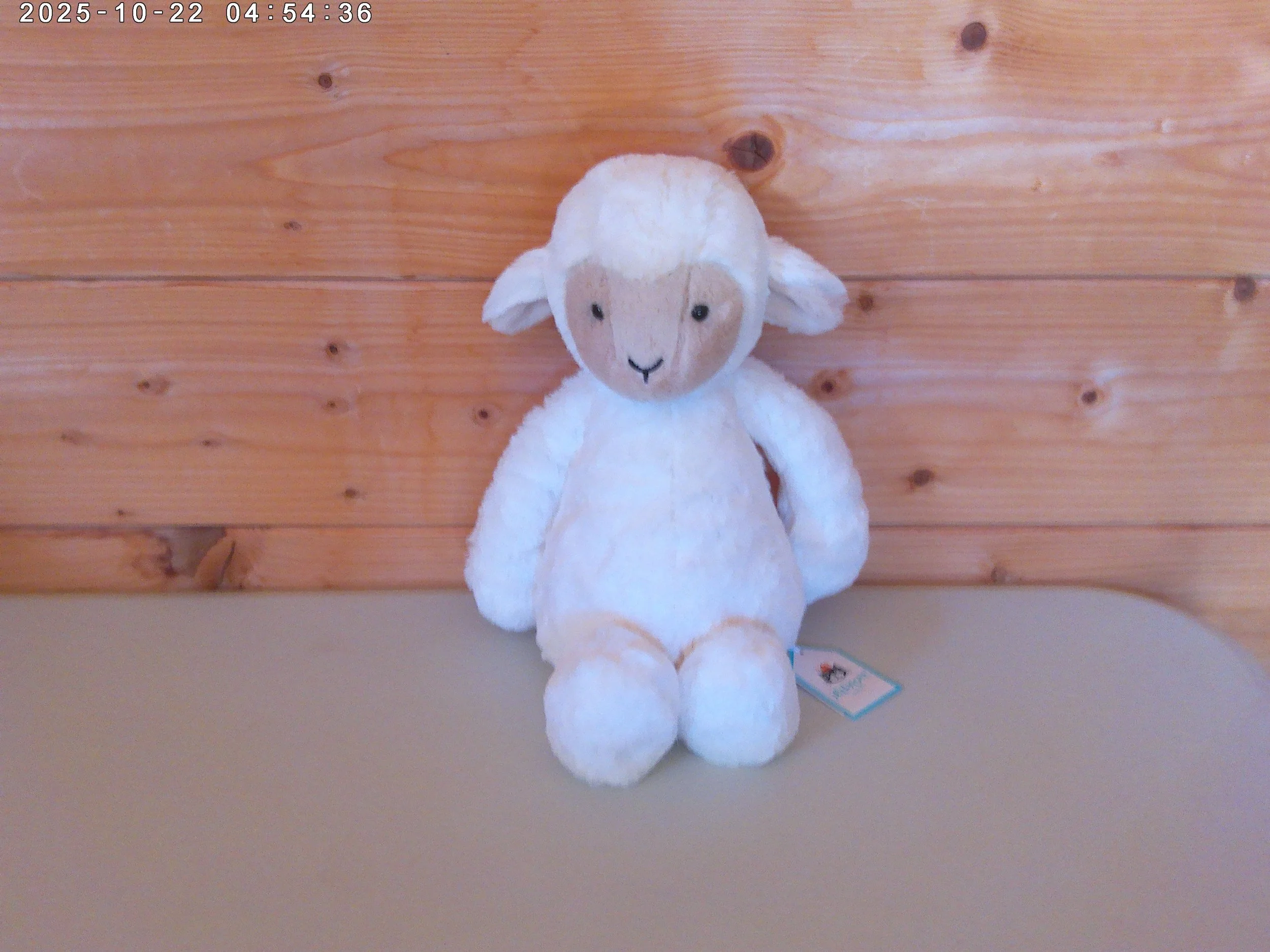Skipson Lamb - photo 1.jpg
