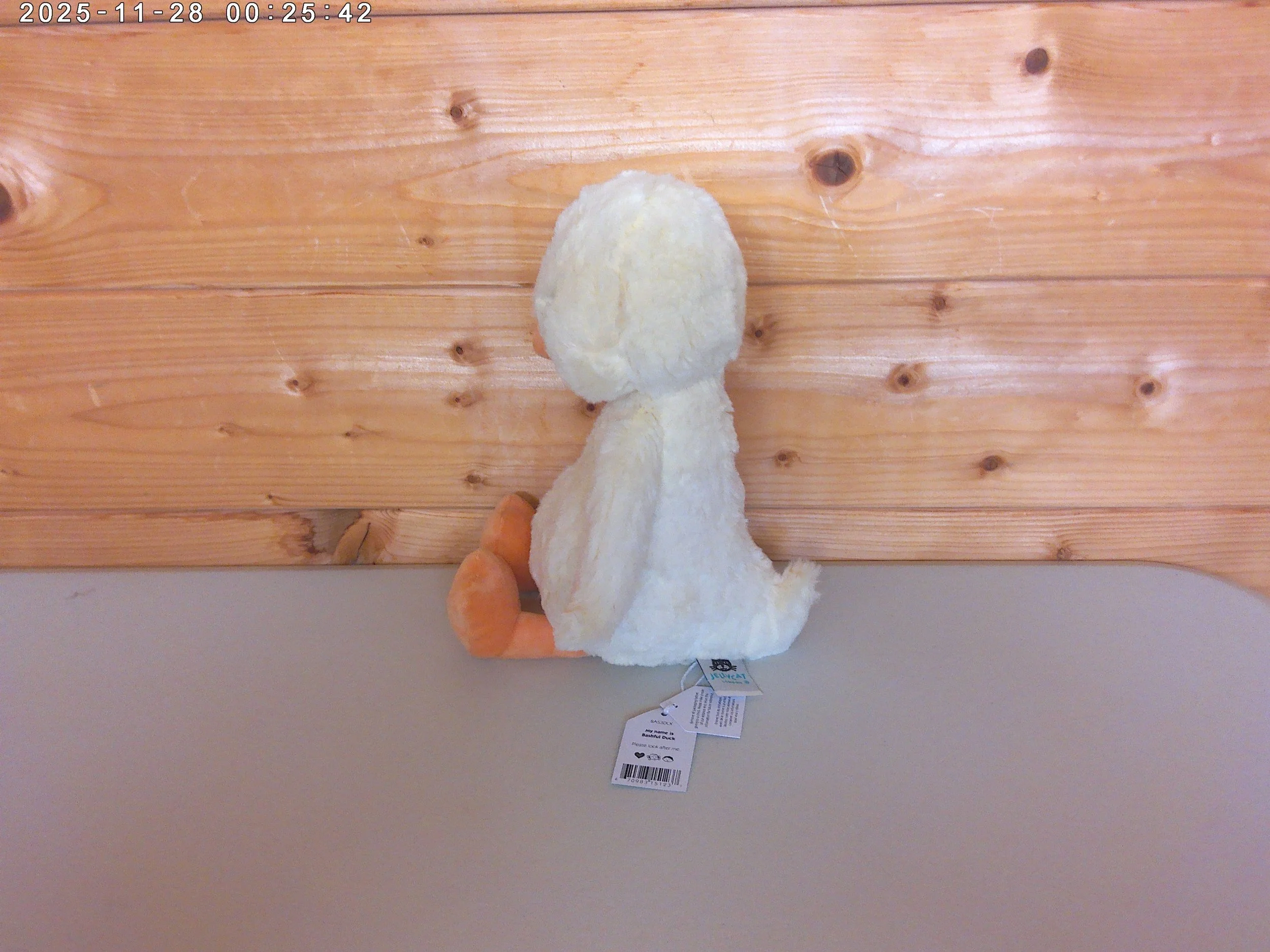 Bashful Duck - photo 2.jpg